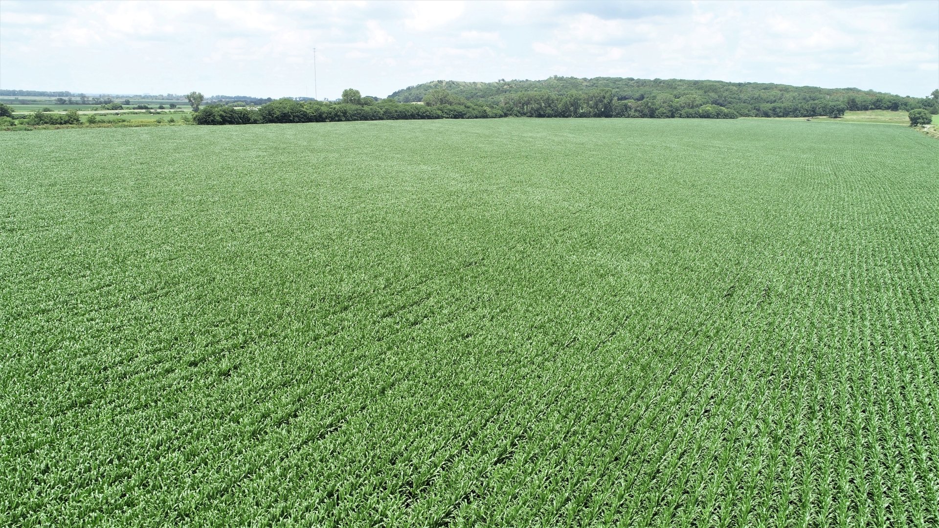 July 2020 - Corn Crop