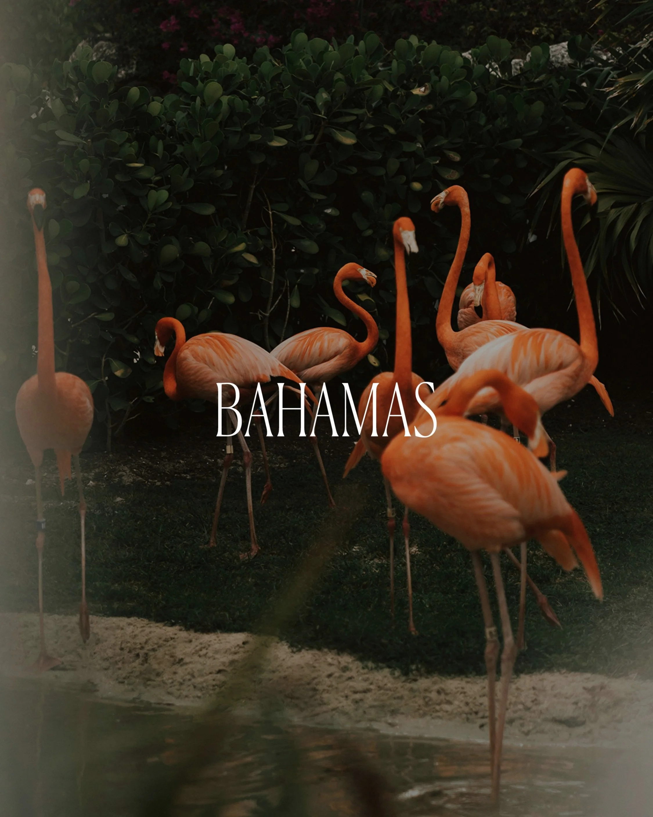 The Bahamas, 21 to 28 December.
On Boxing Day, Junkanoo takes over Bay Street in Nassau before dawn. Stay close at The Ocean Club (@fsoceanclub) or Rosewood Baha Mar (@rosewoodbahamar) or fly south to Caerula Mar Club on Andros (@caerulamar). 

Now b
