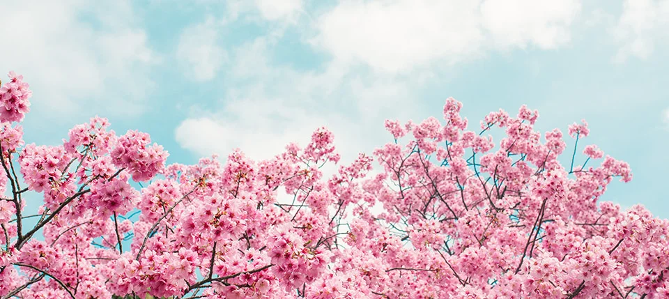 spring.jpg
