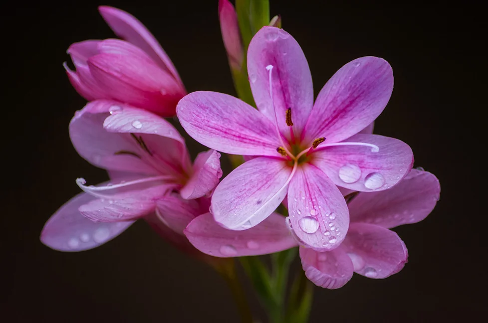 Pink_River_Lily_02-2_SF_Andreas.jpg