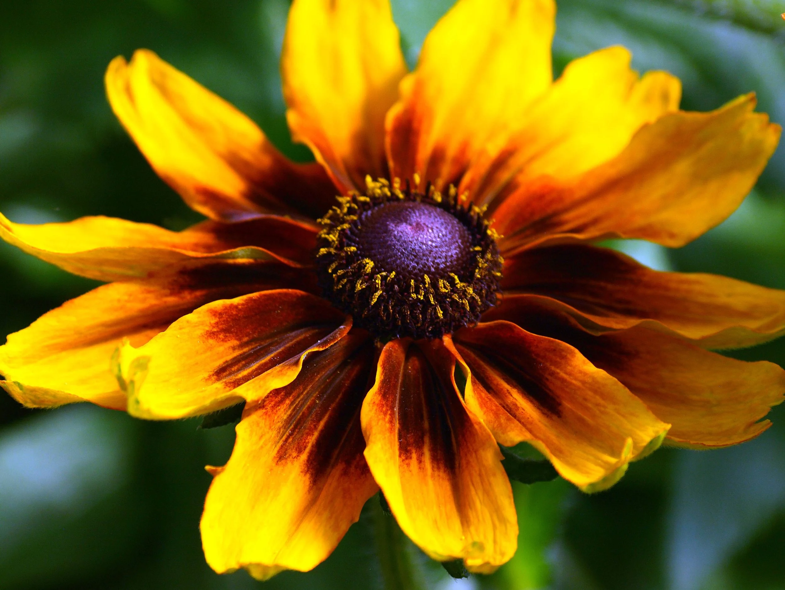 Rudbeckia_03_Corrected_Border.jpg