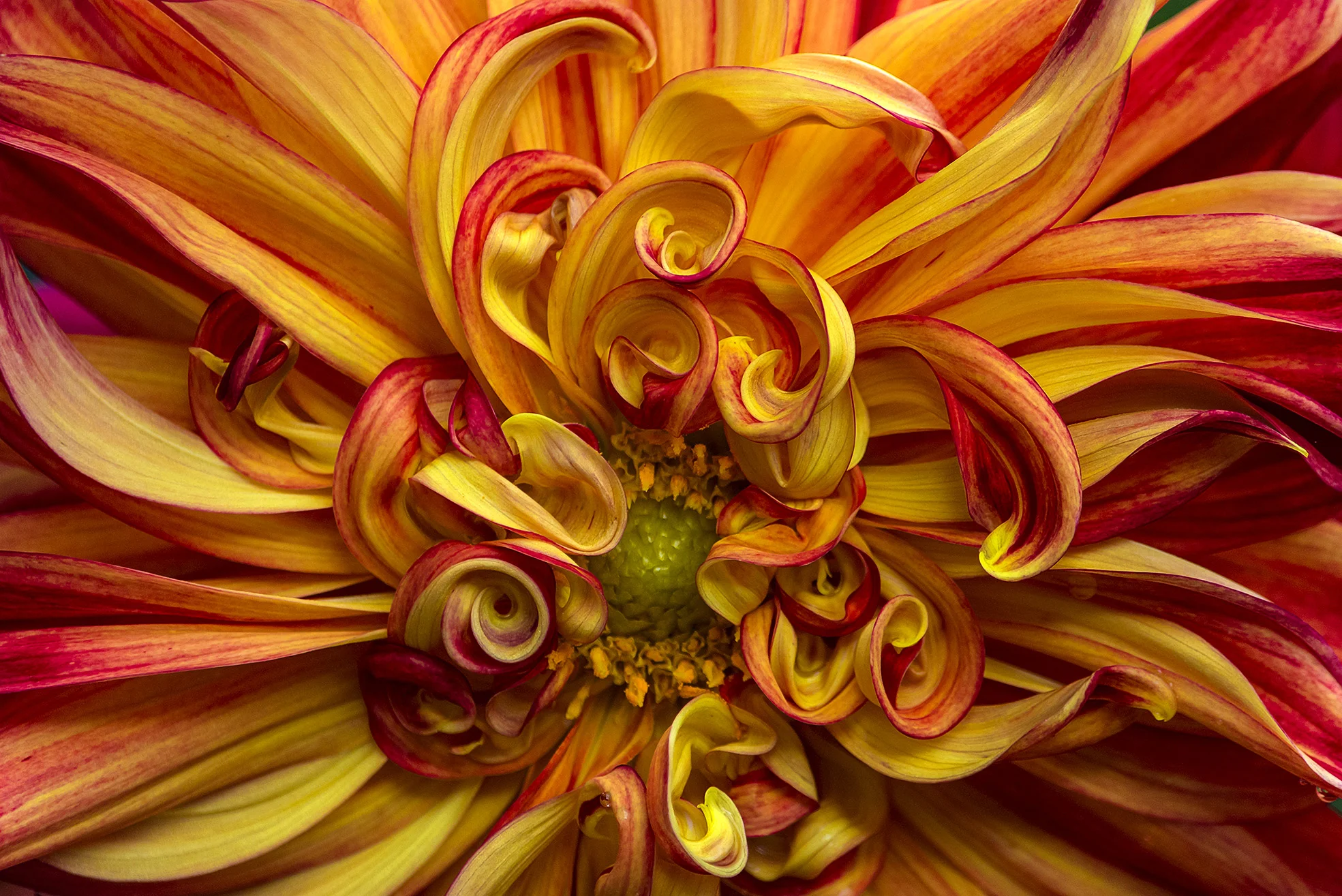 Dahlia_Vulcan_SF.jpg