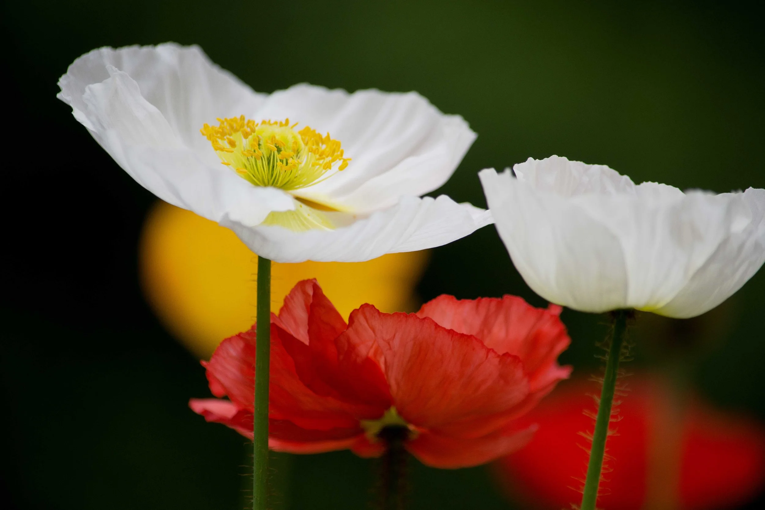 ALaska Poppy_SF.jpg