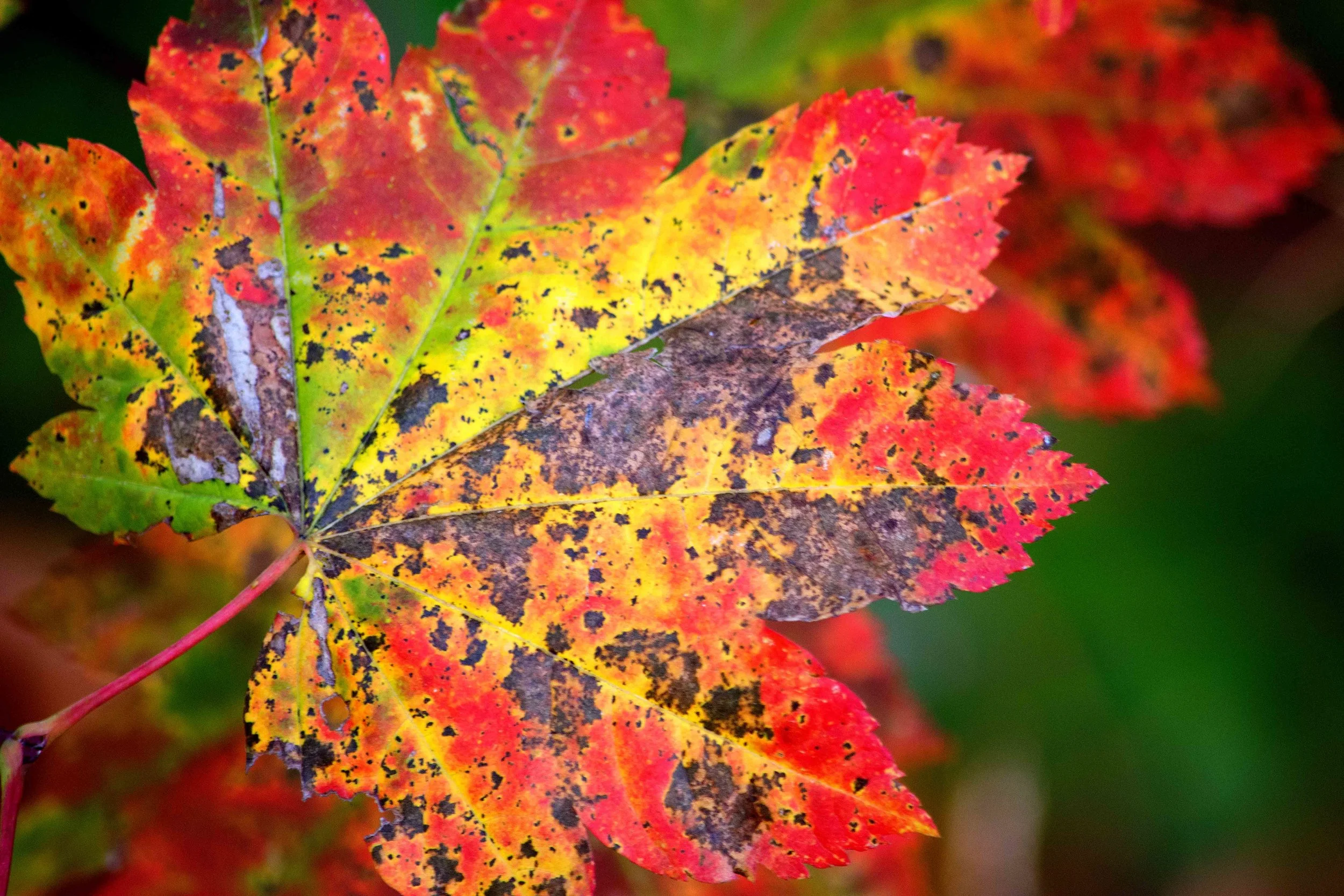 Autumn 2018_03_FB_Banner.jpg