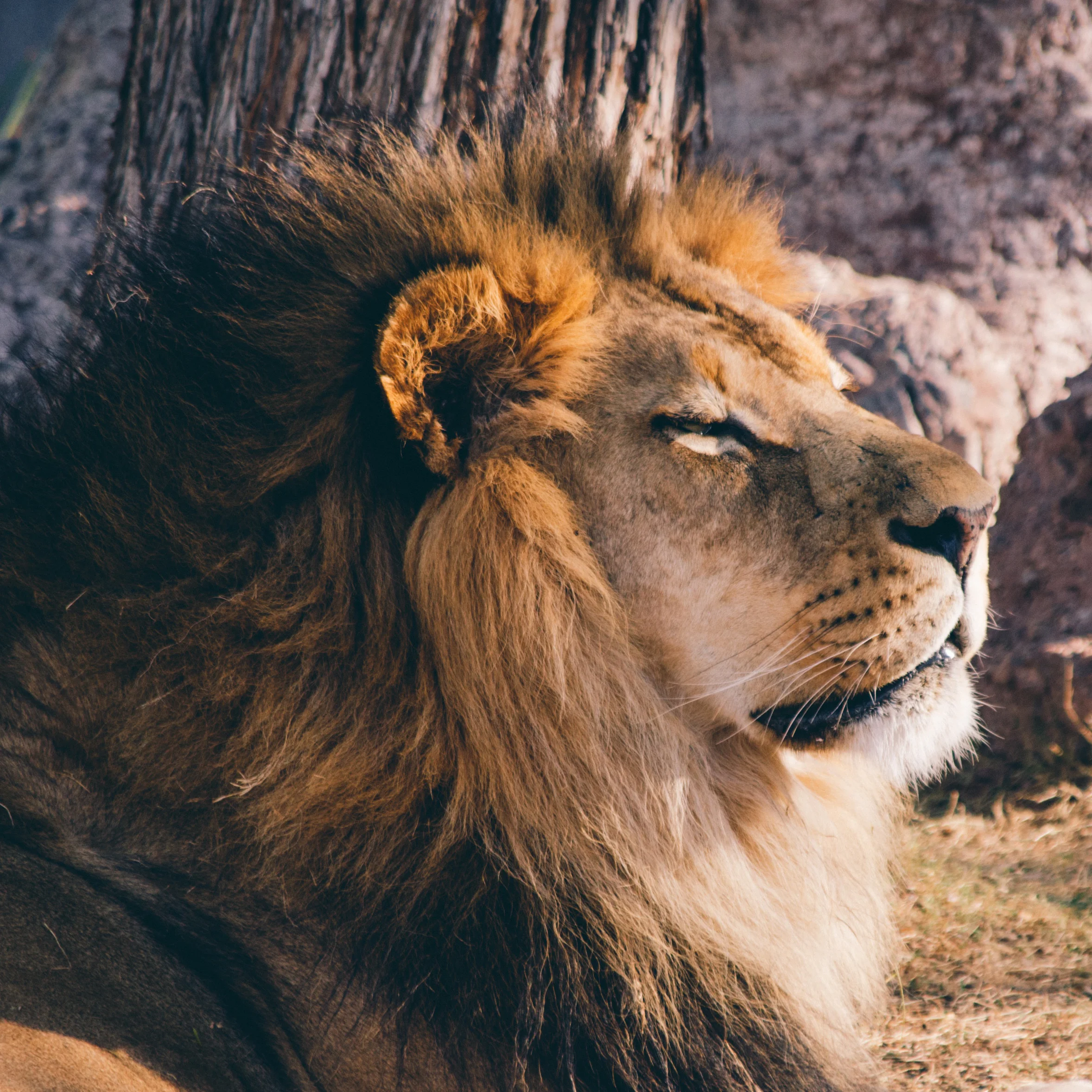LEOPOLD THE LION Rawr. Vocal Demo: Oh Hai | Leopold the Lion