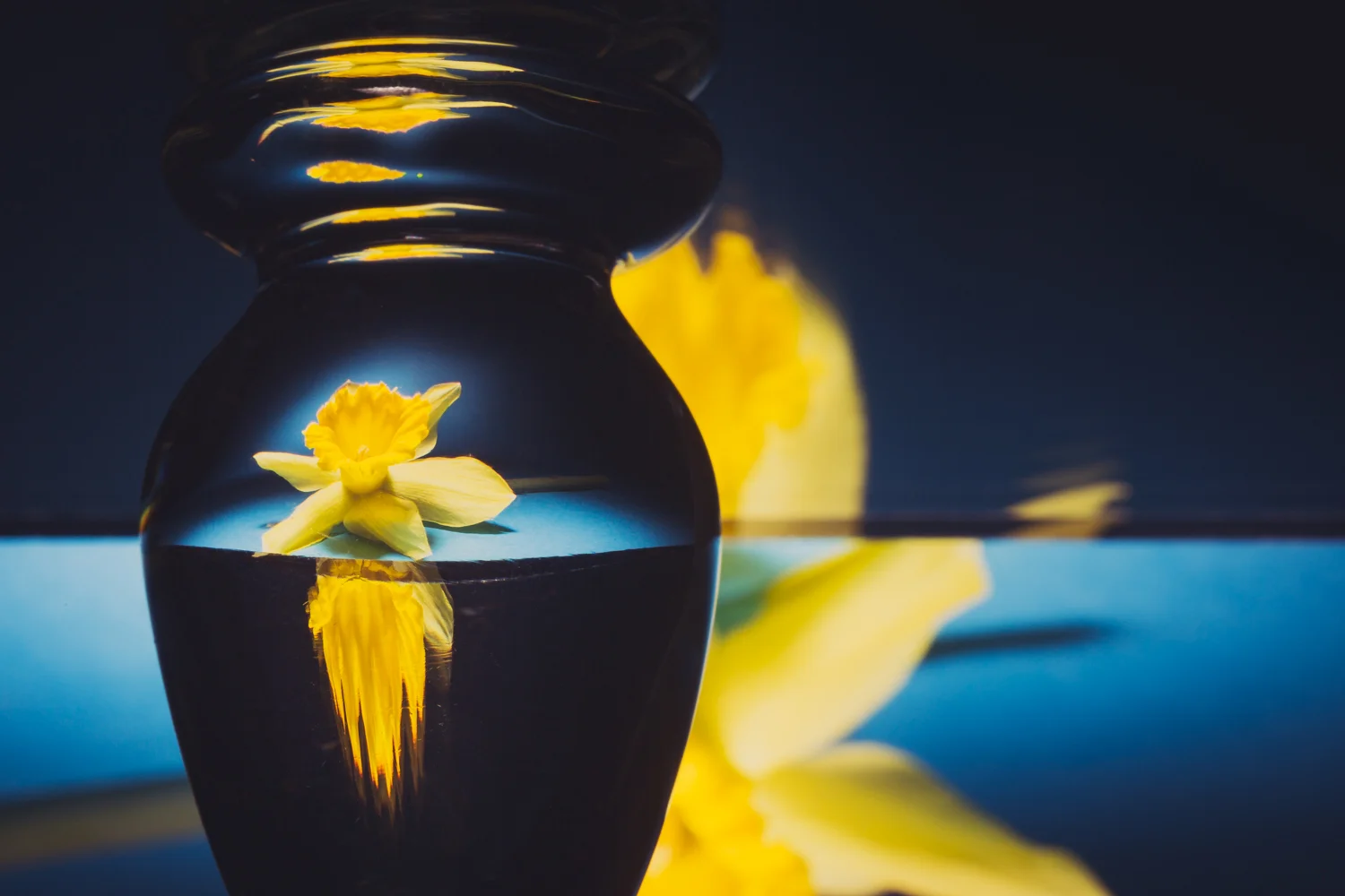 Daffodil through a glass Buttplug