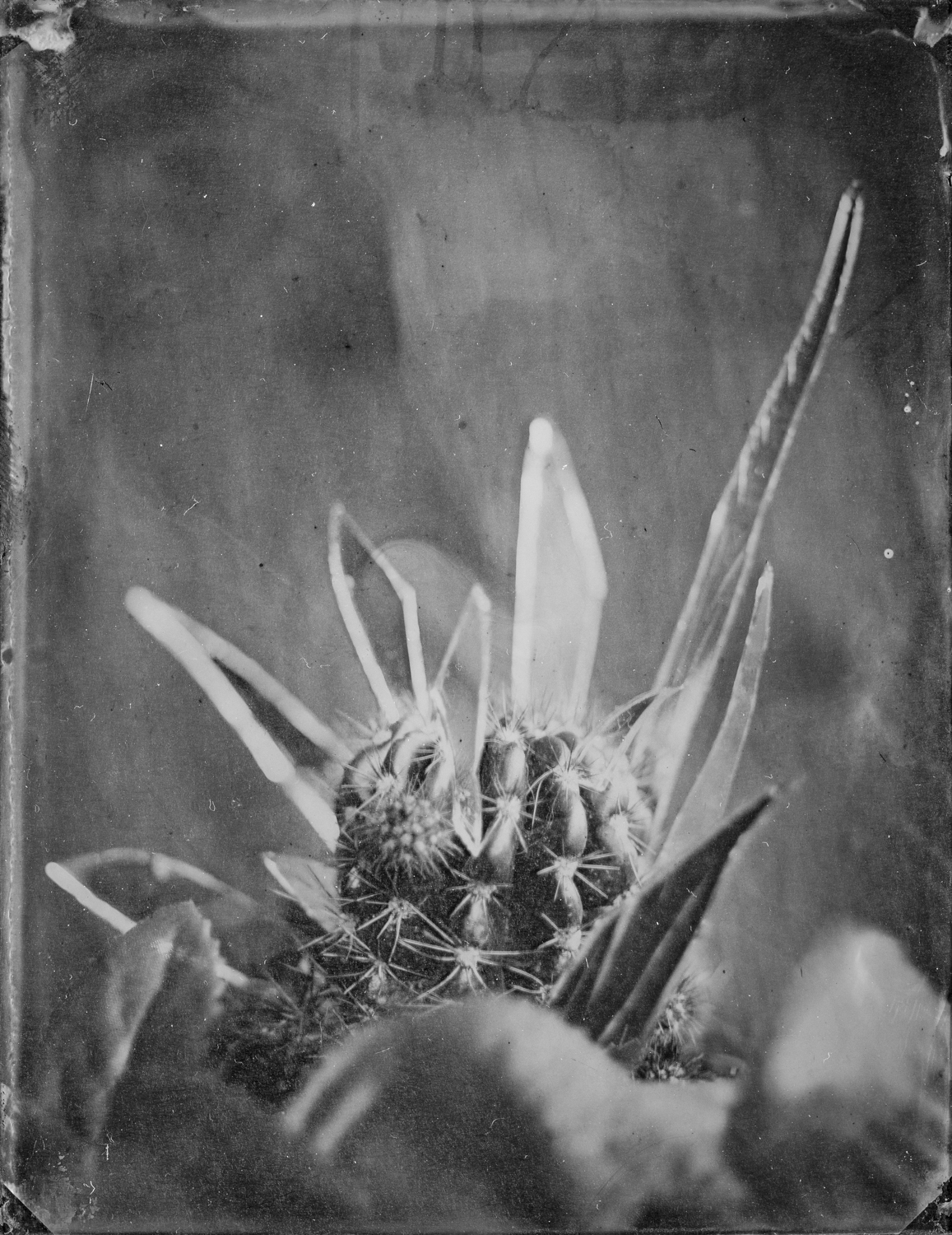 Glass on cactus on glass.