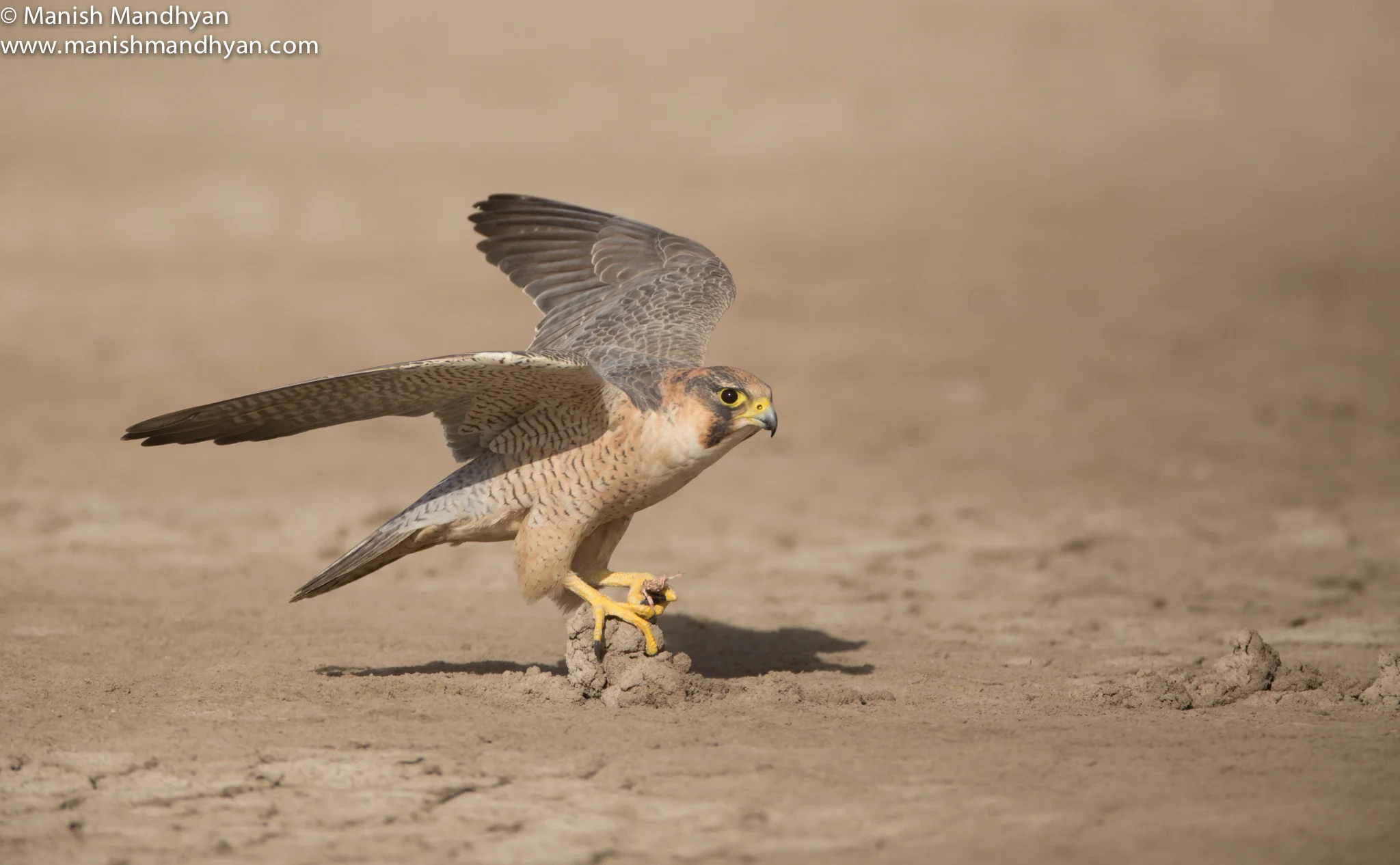 Red-naped Shaheen Falcon
