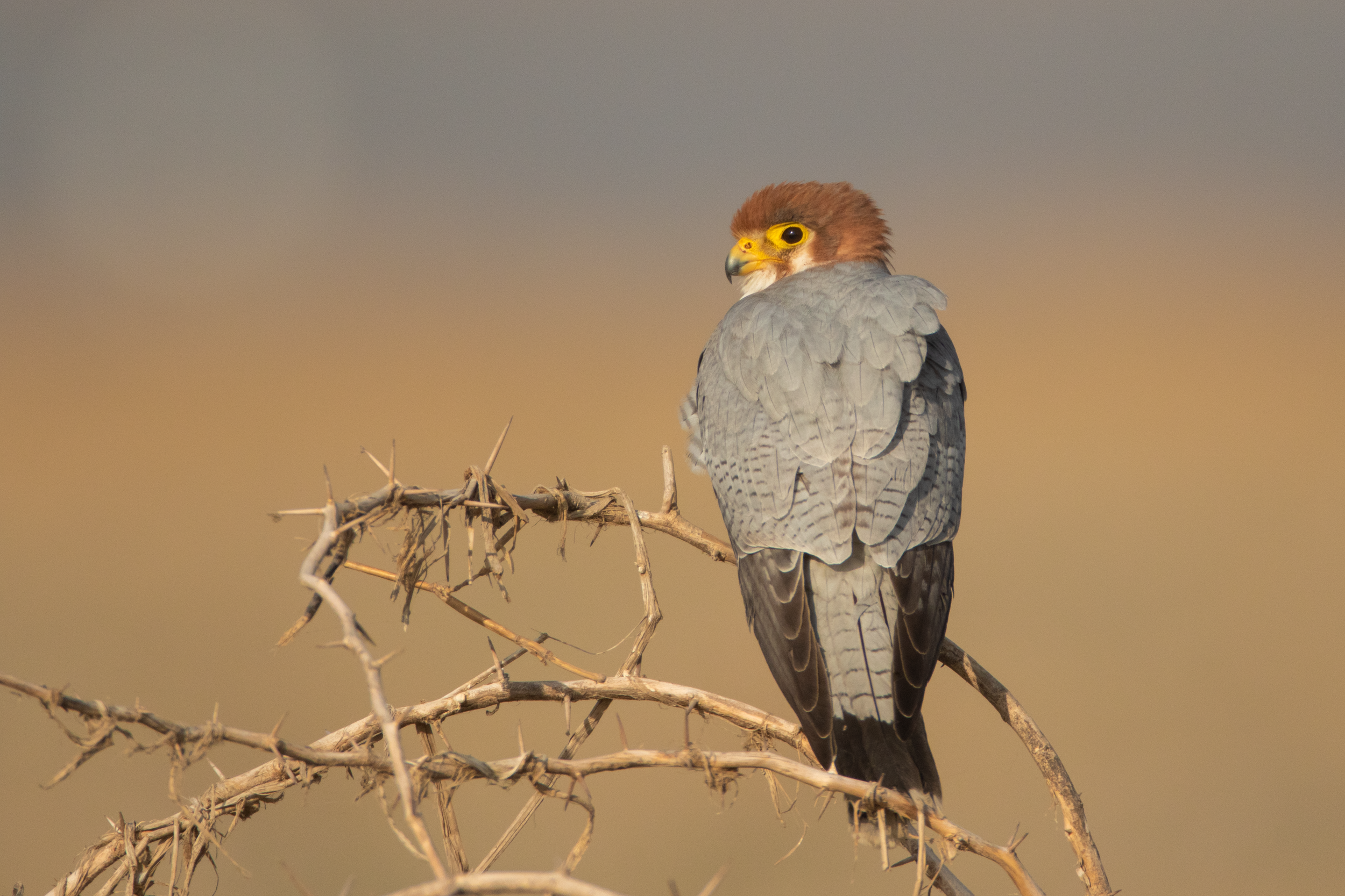 Red-necked Falcon.png