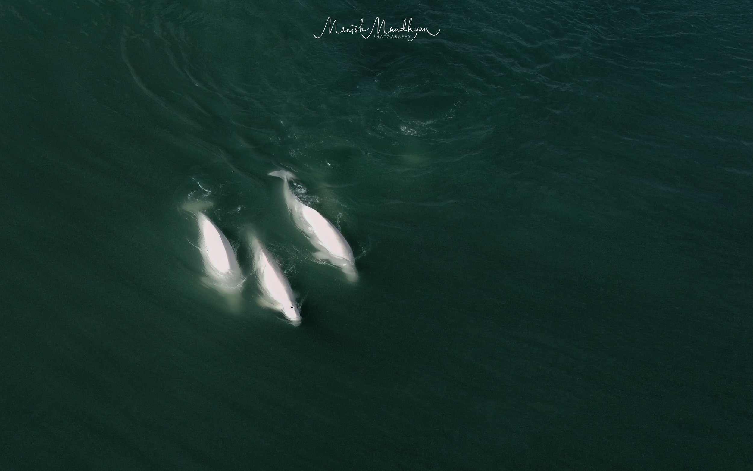 belugawhales.jpg