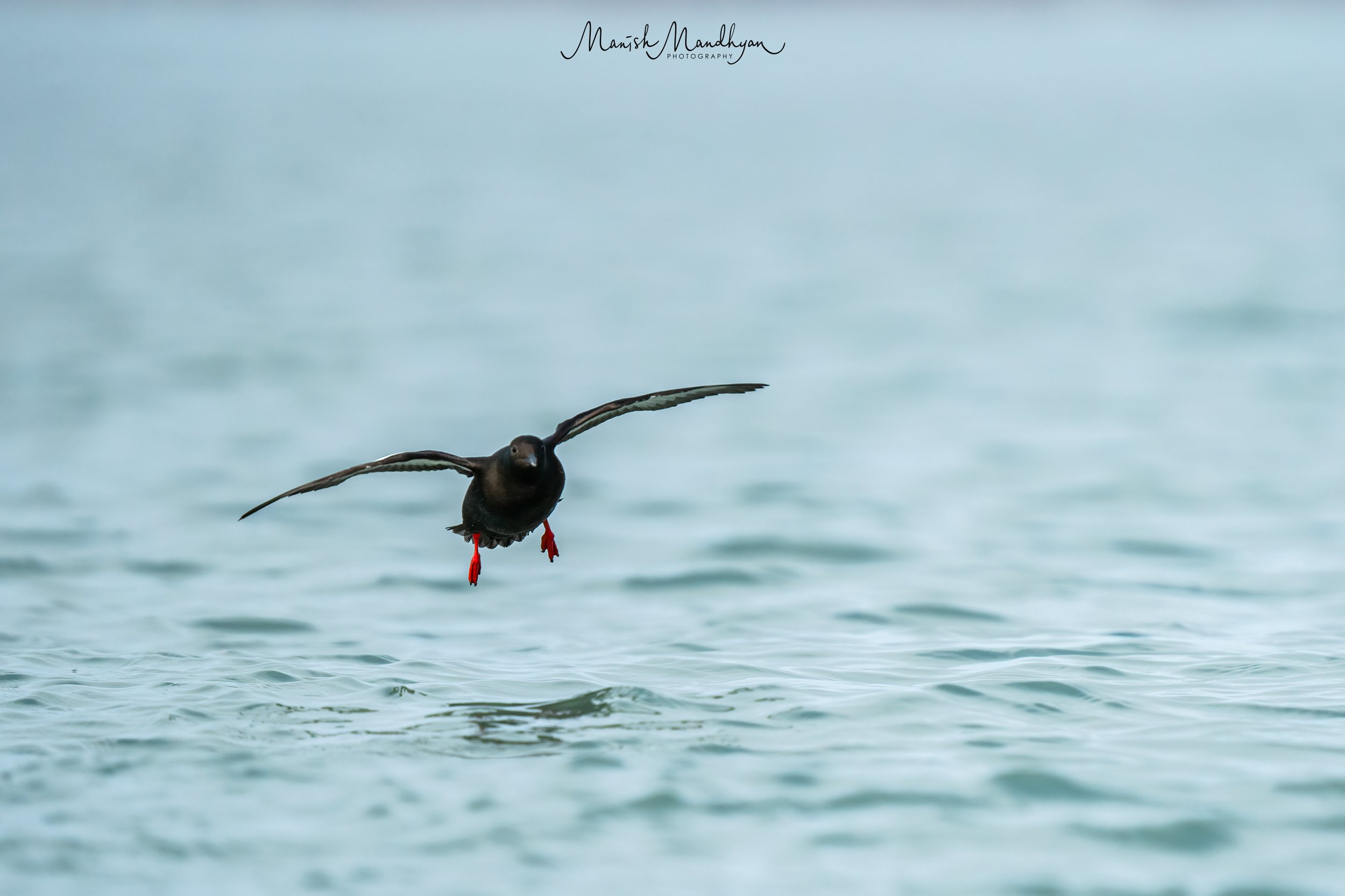 Black Guillemot.jpg