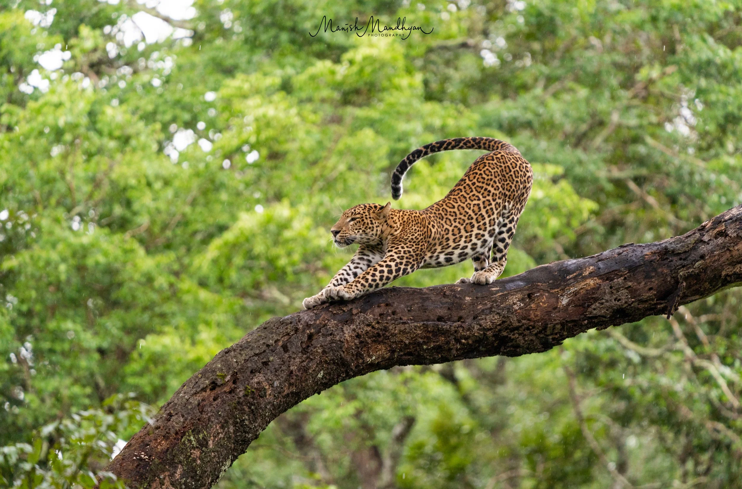 Kabini Leopard 1.jpg