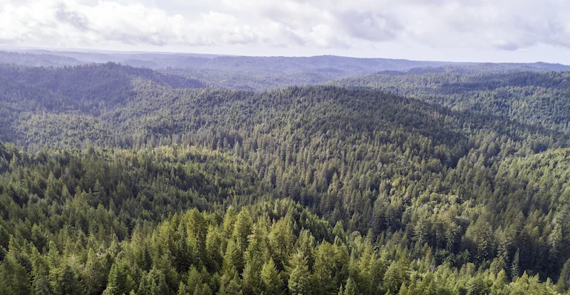 Big River Forest. Photo by Rachid Dahnoun.