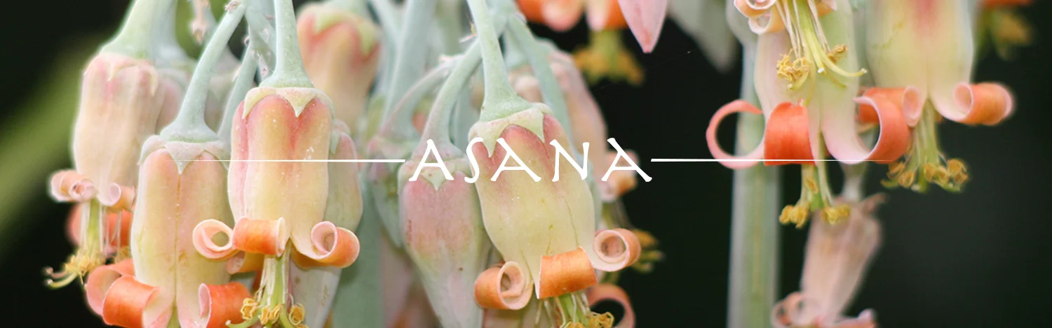 asana_banner.jpg