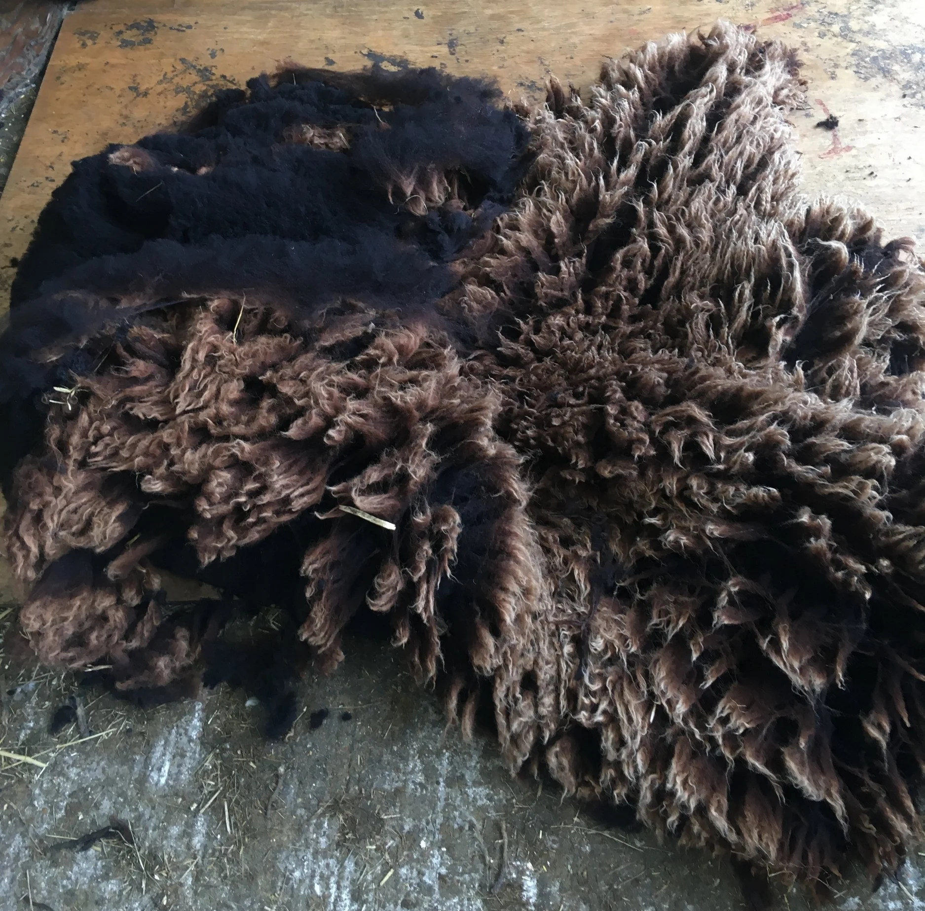 Jacob cross Lleyn shearling fleece