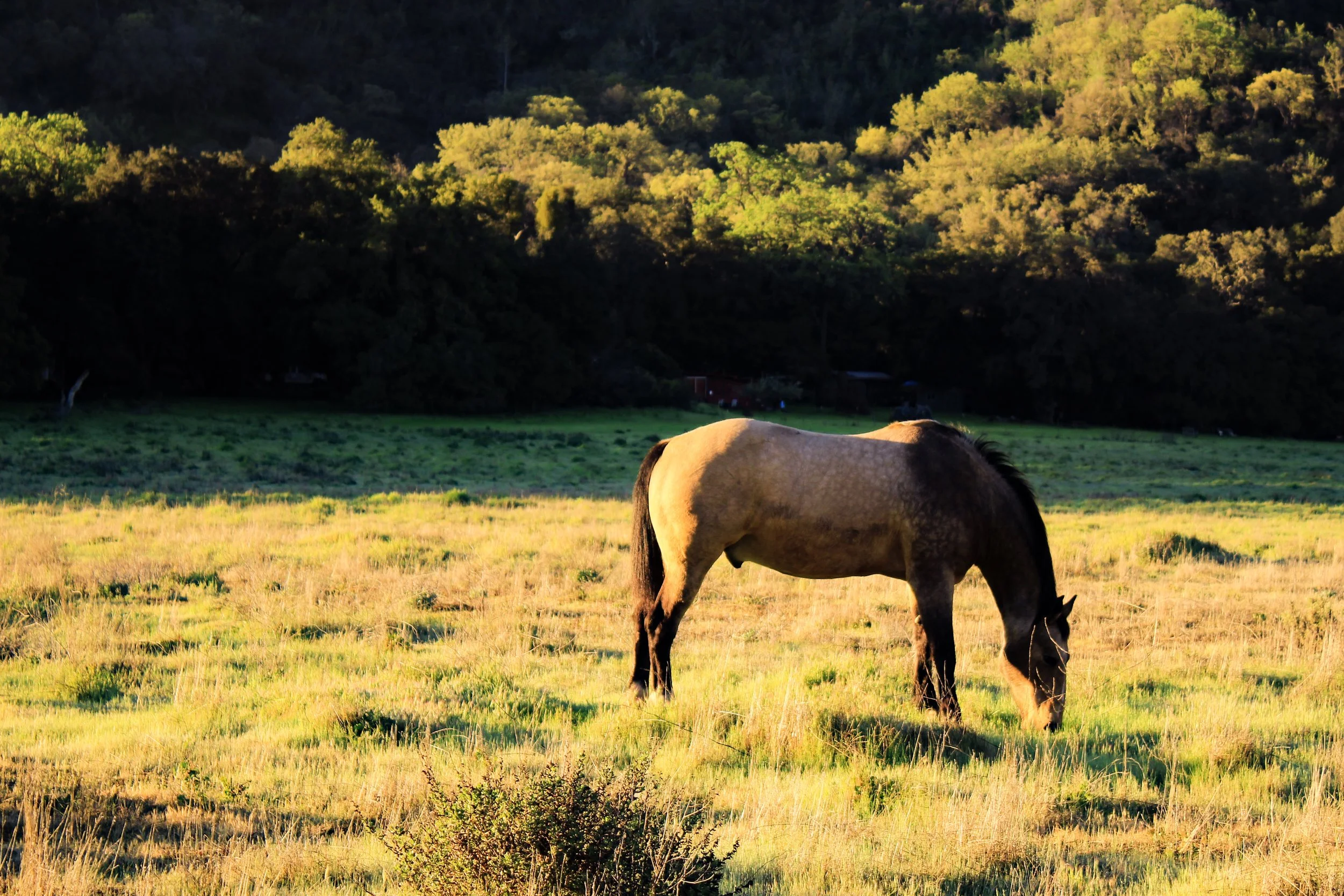 Los Padres National Forest, CA