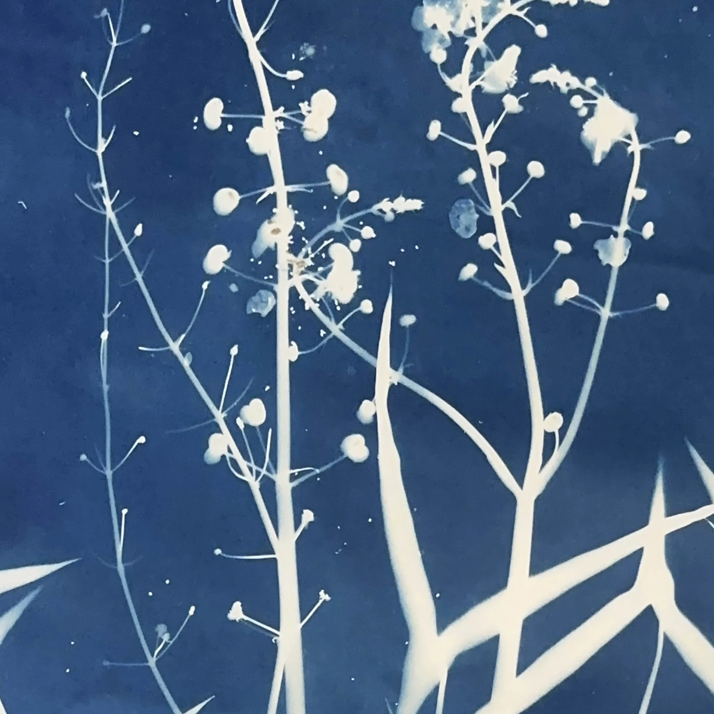 IMG_4384 copy 2.JPEG