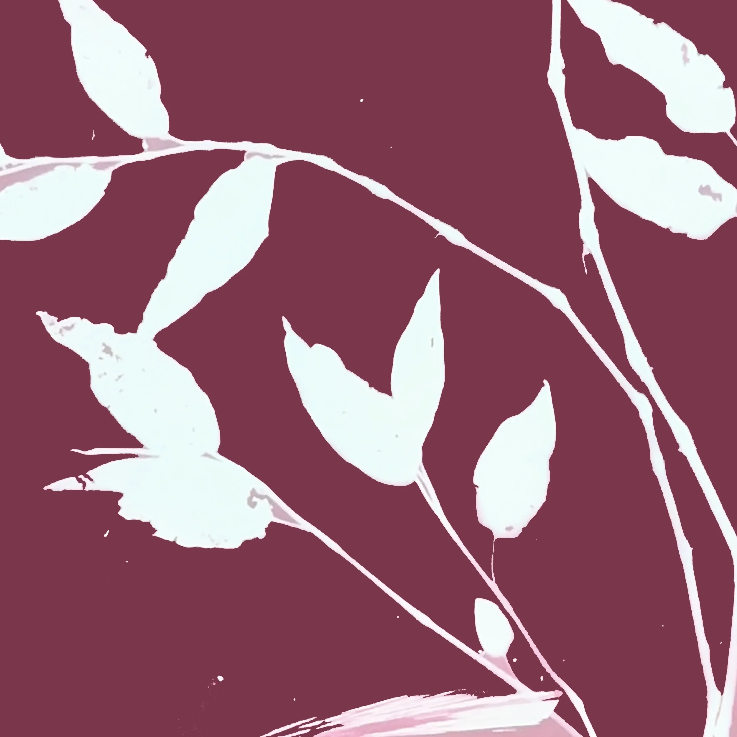 Pink Smartweed 03.JPEG