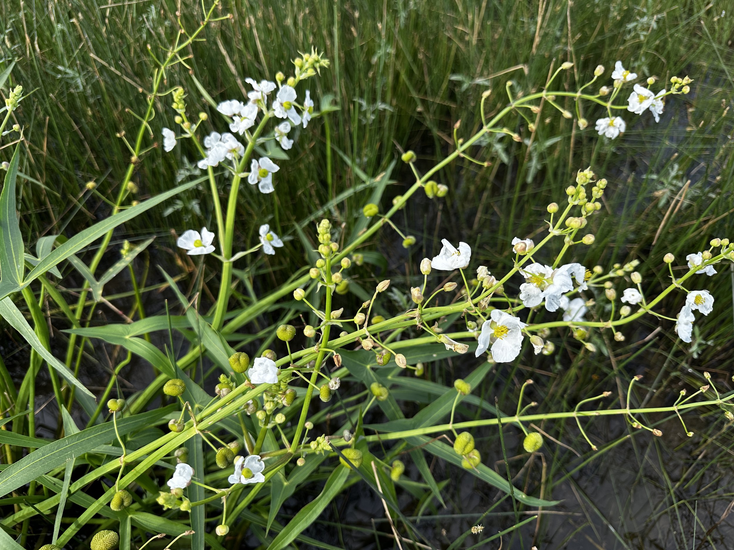 Nazareth July 13 2025IMG_3920.JPG