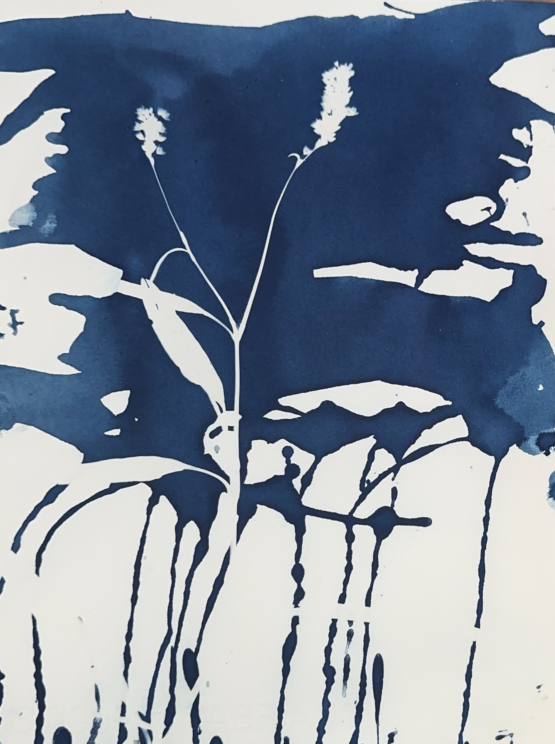 12x9 Stock: Pink Smartweed