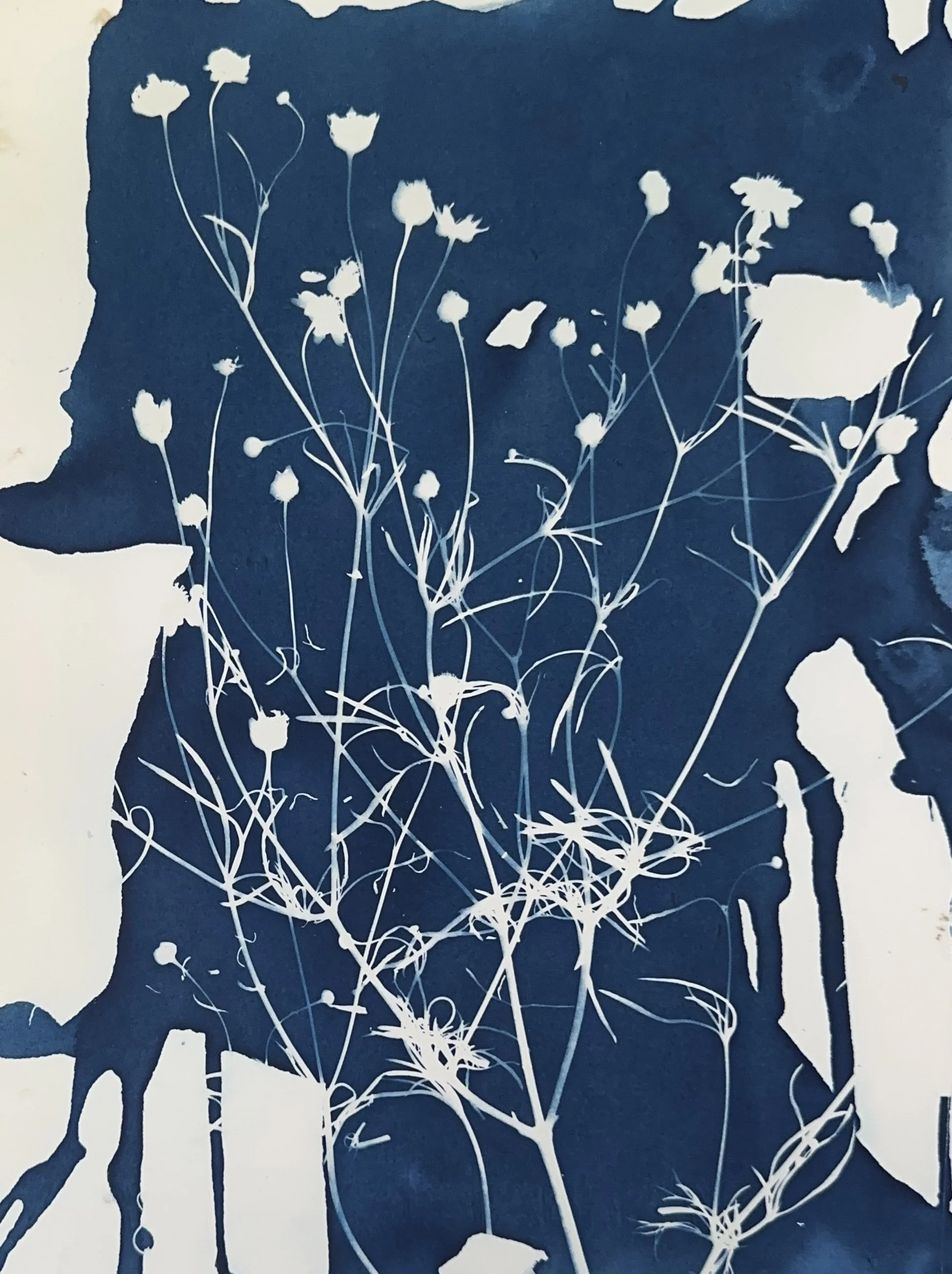 12x9 Stock: Plains Coreopsis