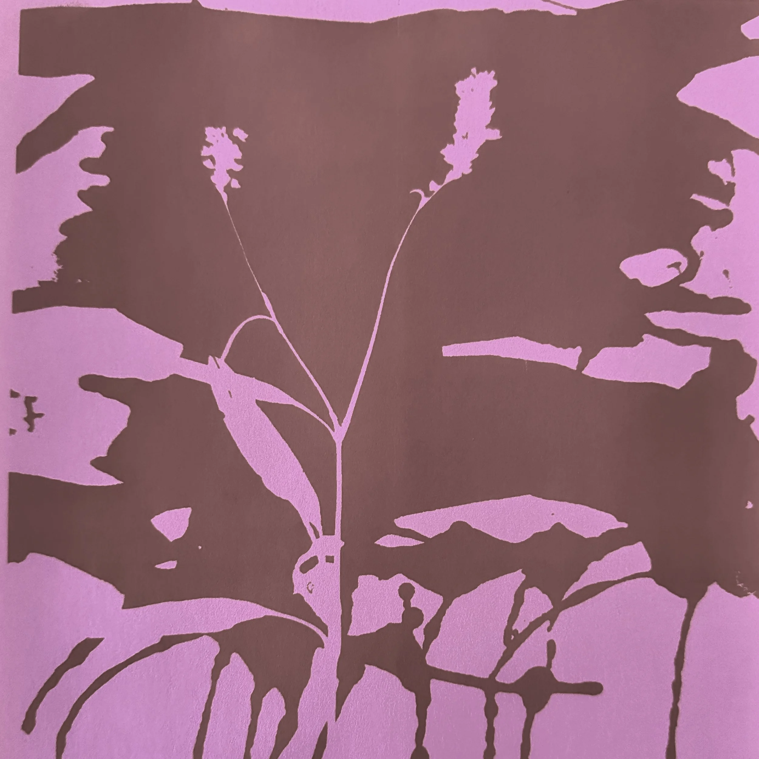 Pink Smartweed 0001.jpeg