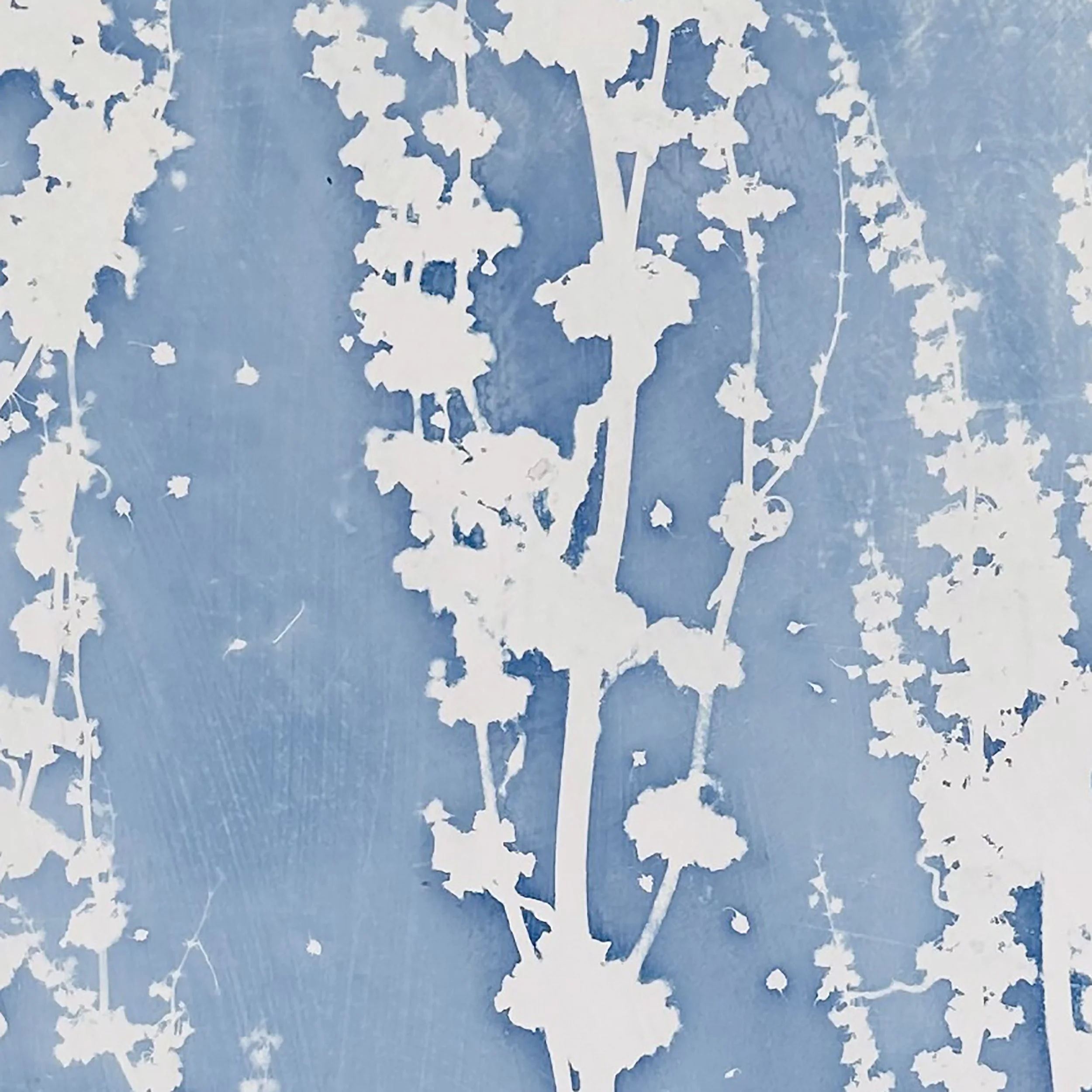 Curly Dock 01 copy.jpeg