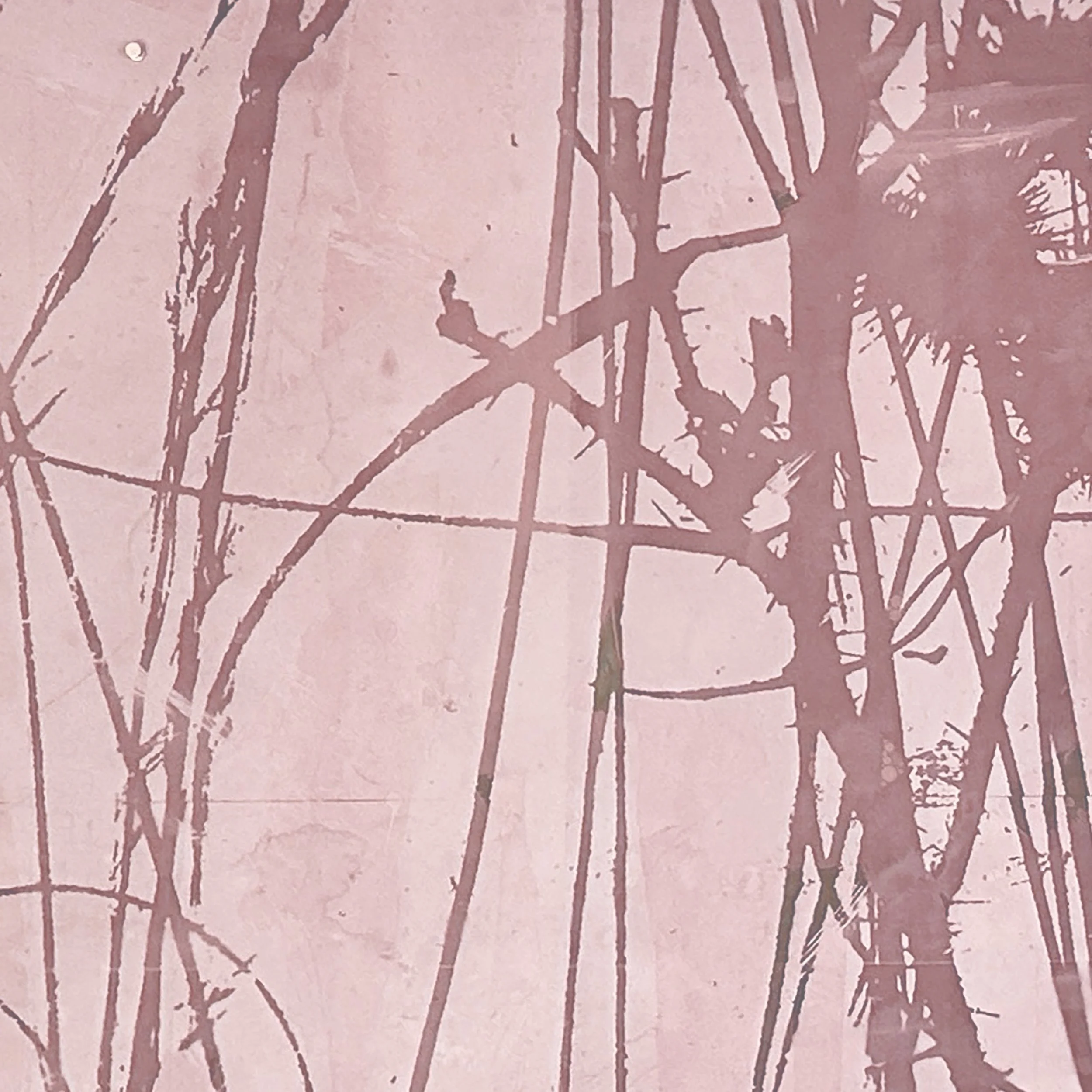 Big Bluestem and mixed grasses 02.jpeg