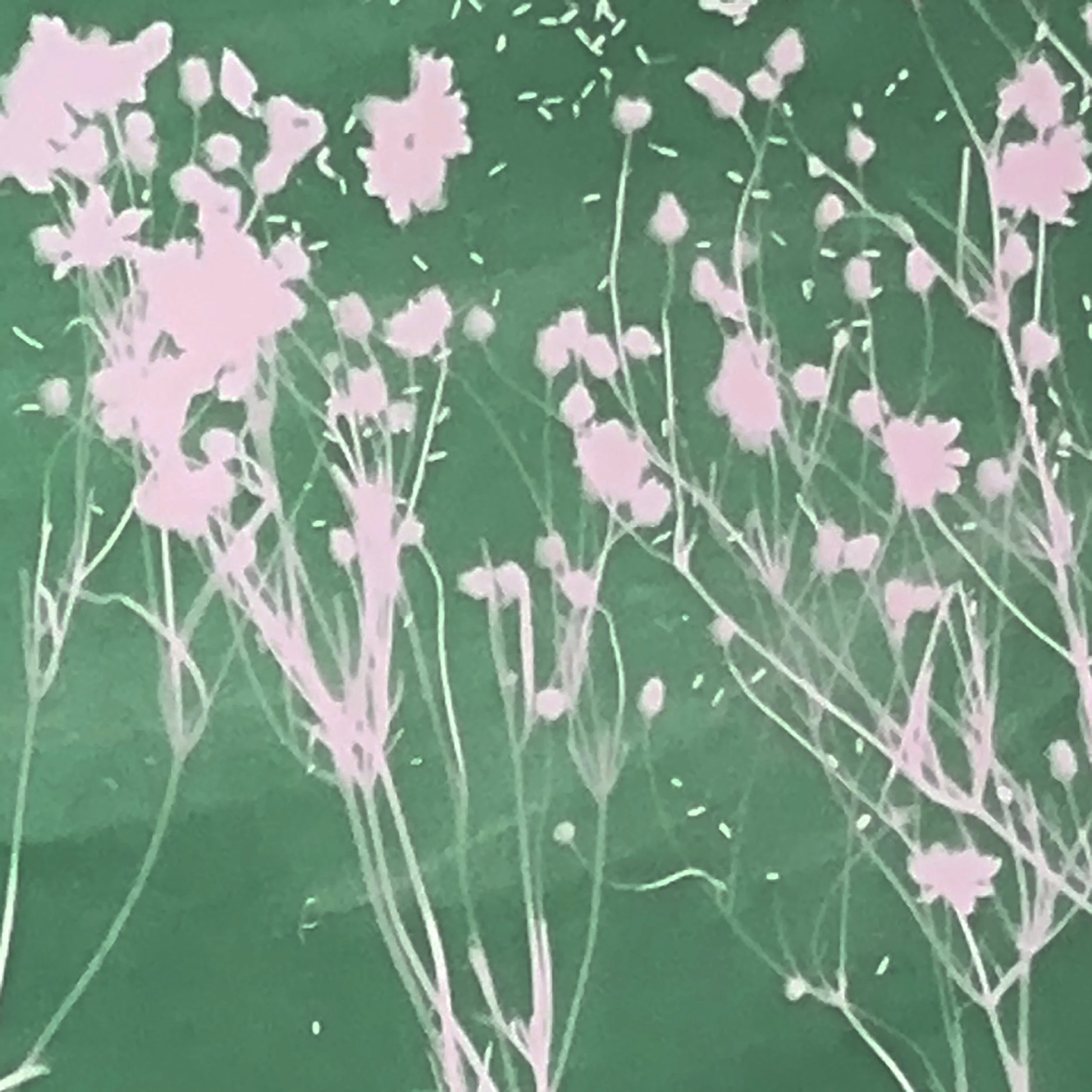 Plains Coreopsis 02.JPEG