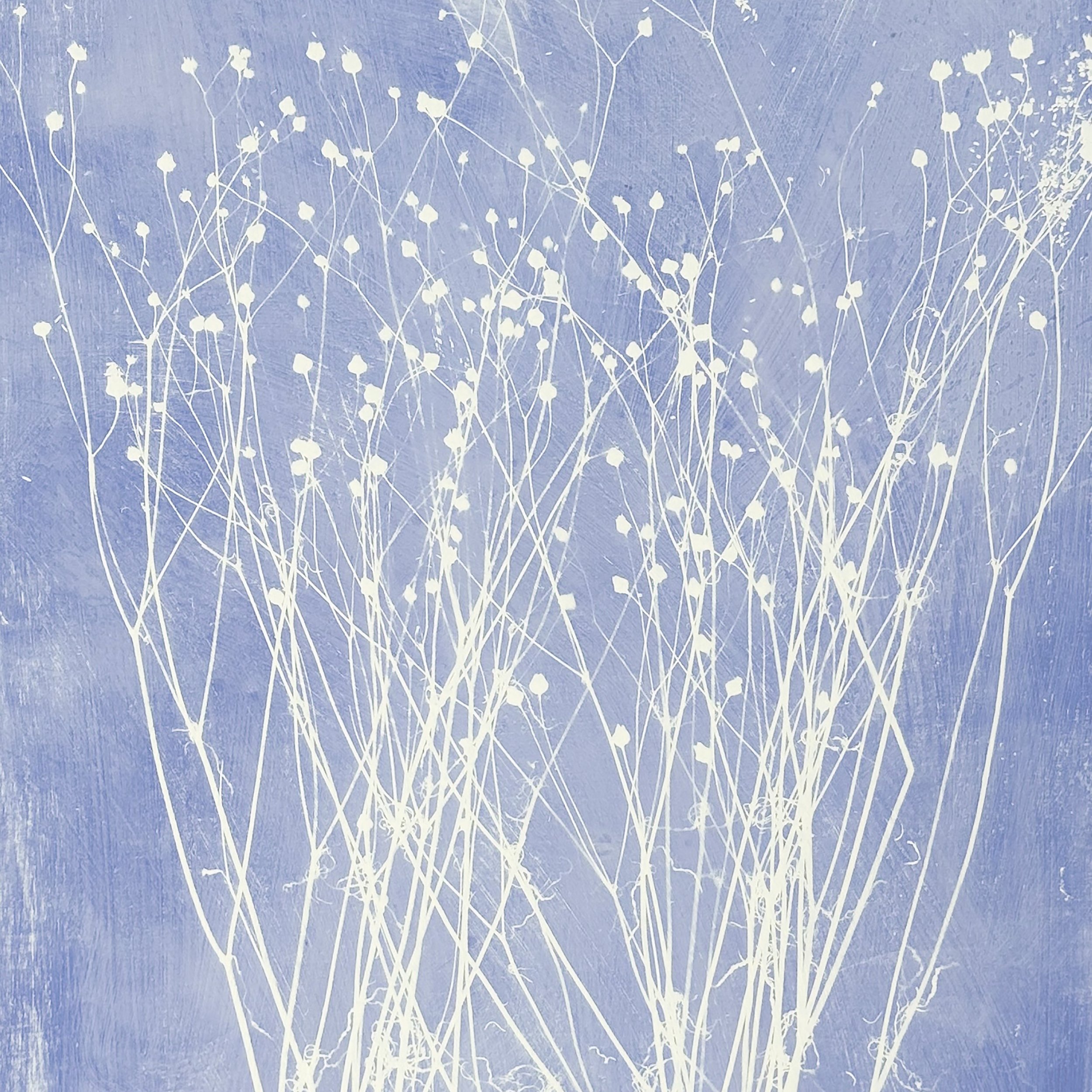 Plains Coreopsis 05 copy.jpeg