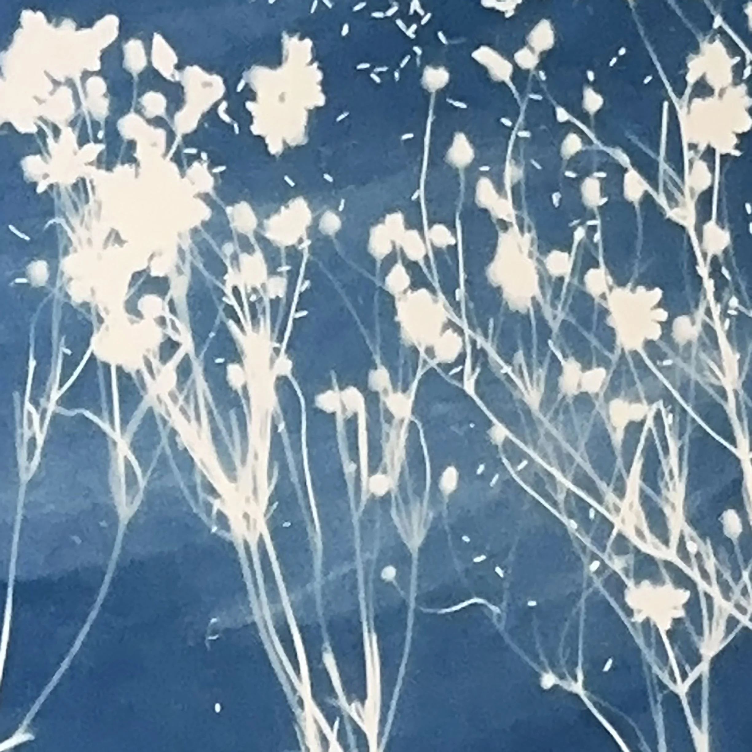 Plains Coreopsis.JPEG