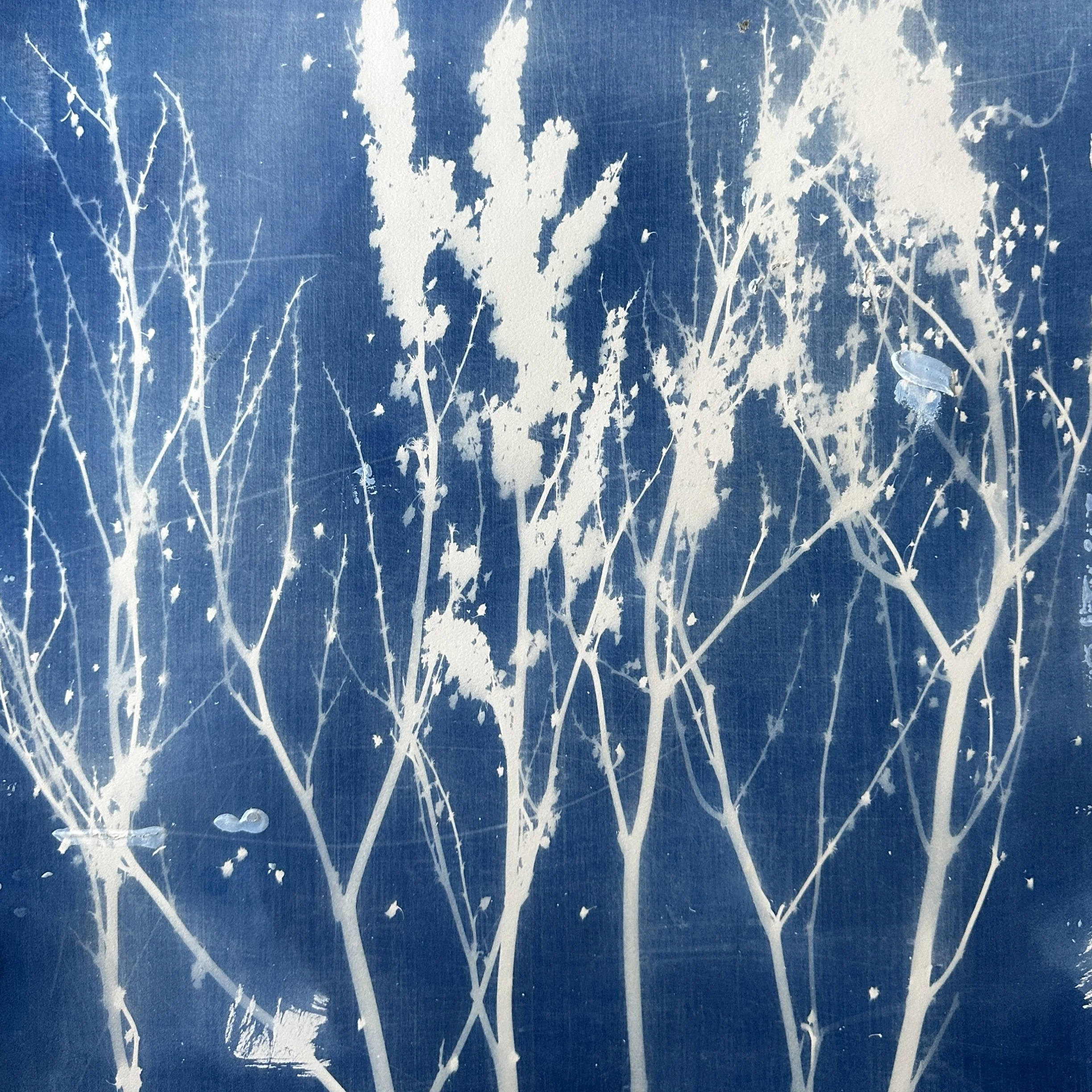 Curly Dock Indigo.jpeg