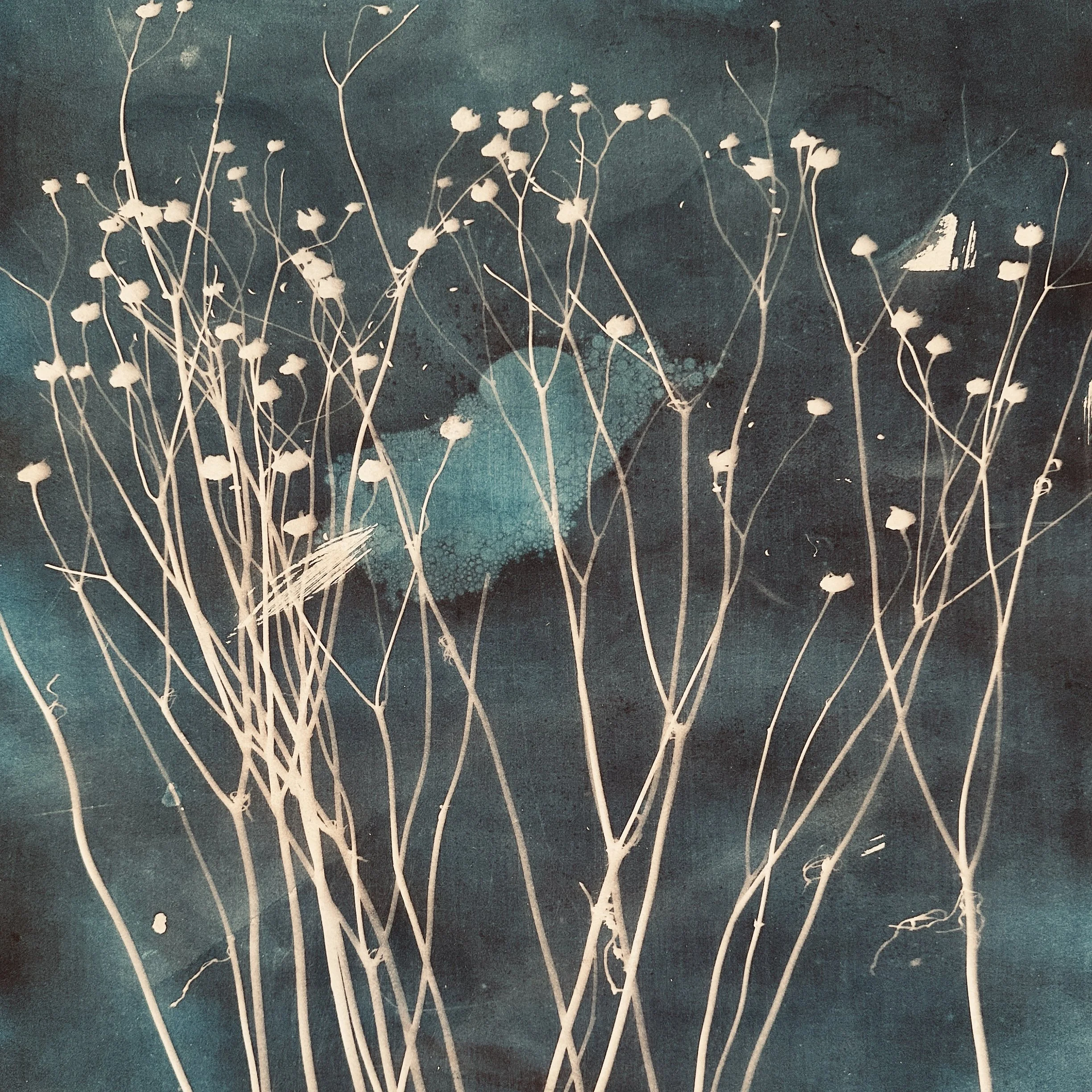 Plains Coreopsis Tea Tone on Blue.jpeg