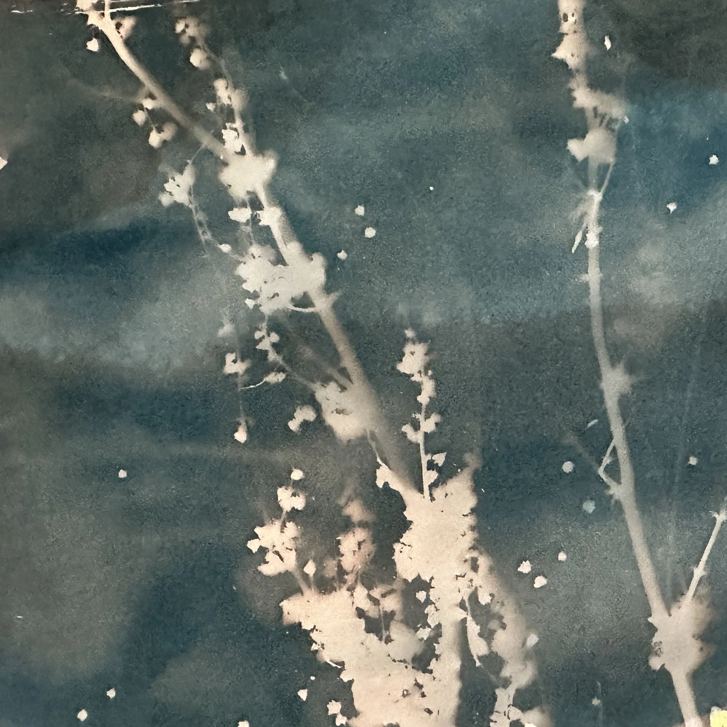 Longbarb Arrowhead.jpeg