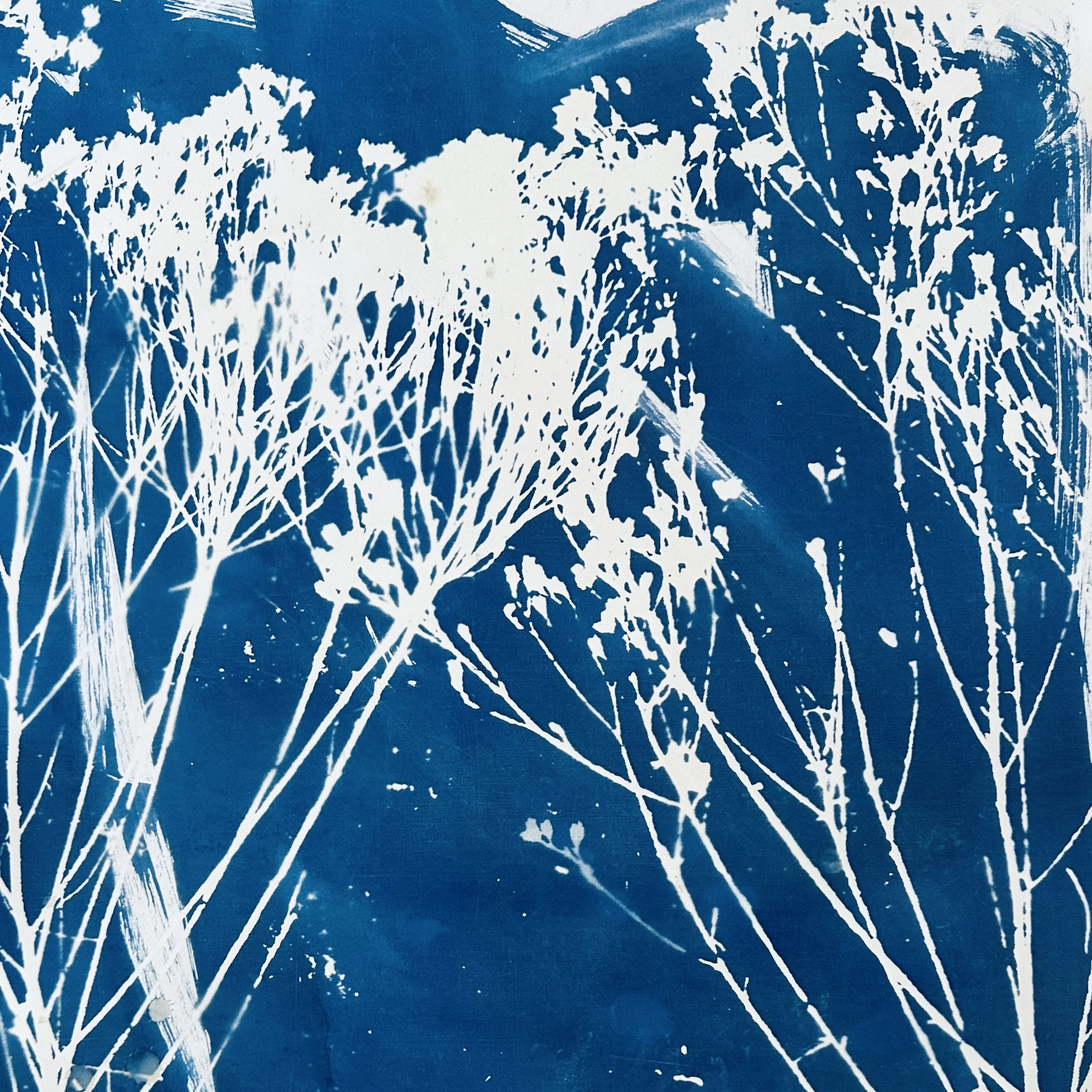 Broom Snakeweed blue.jpeg