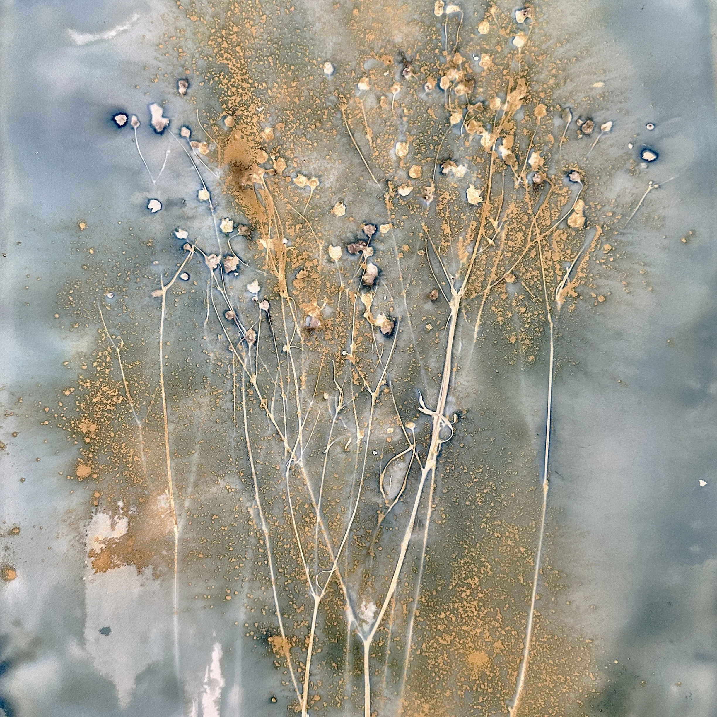 Plains Coreopsis Wet Cyanotype.jpeg