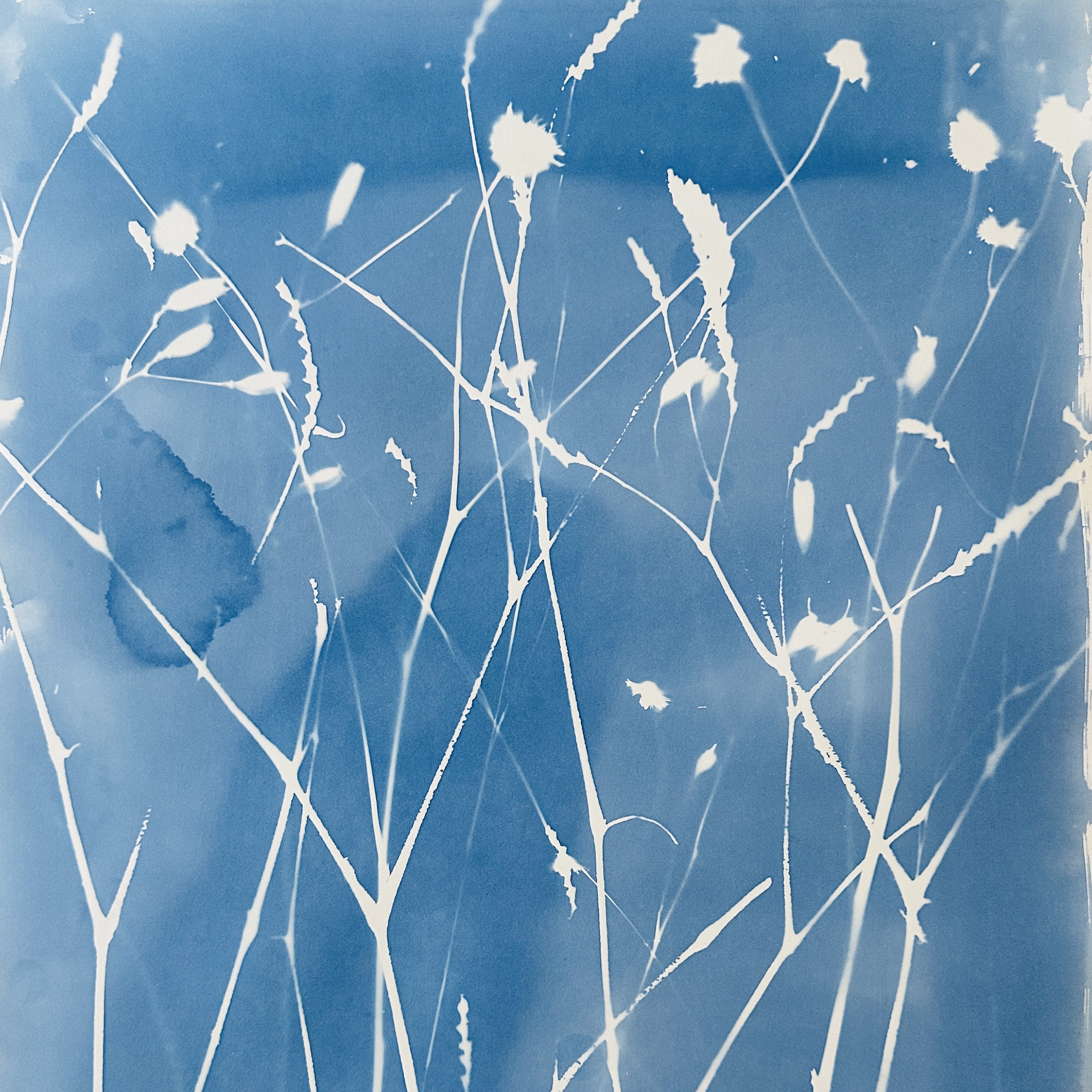 Mixed Grasses blue.jpeg