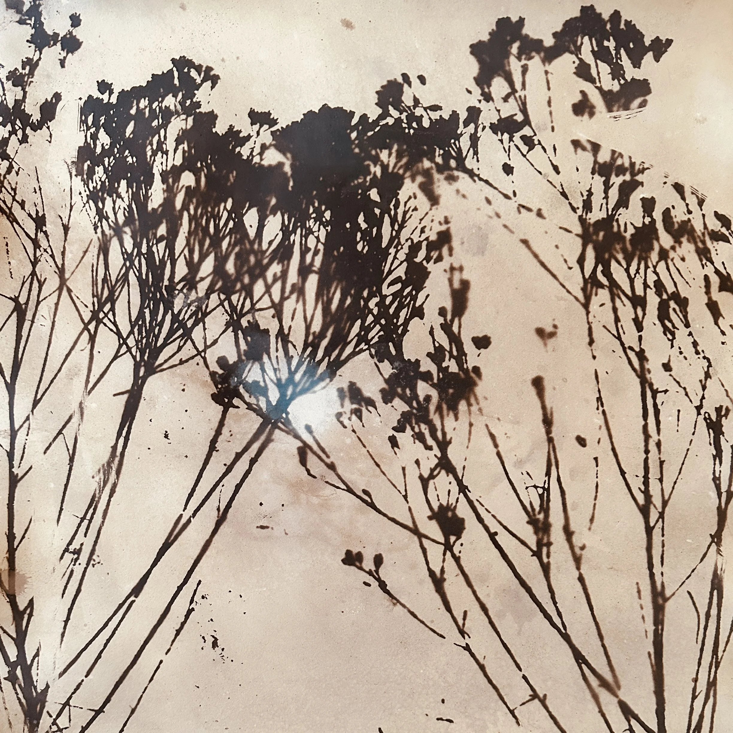 Broom Snakeweed Tea Tone.jpeg