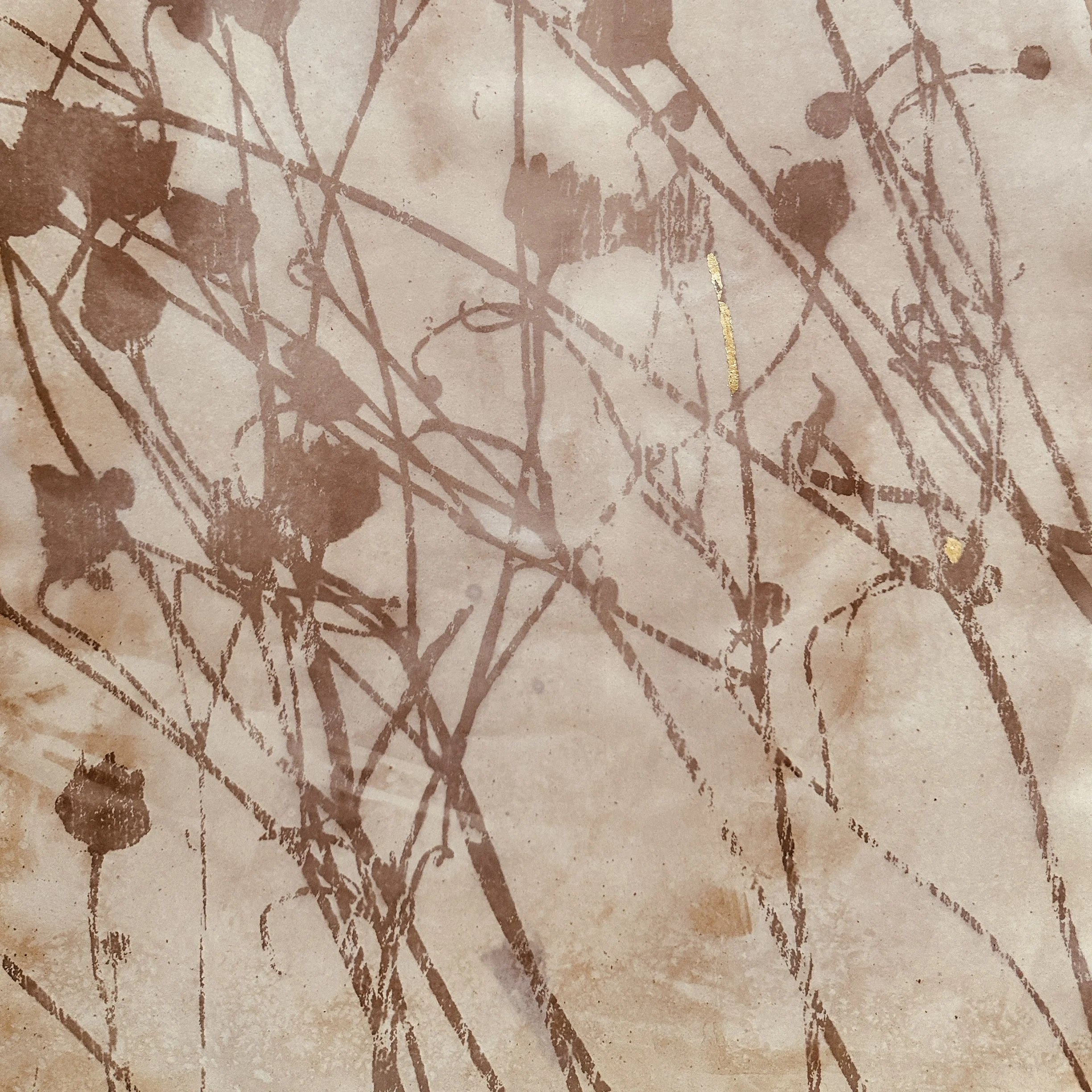 Plains Coreopsis tea tone.jpeg