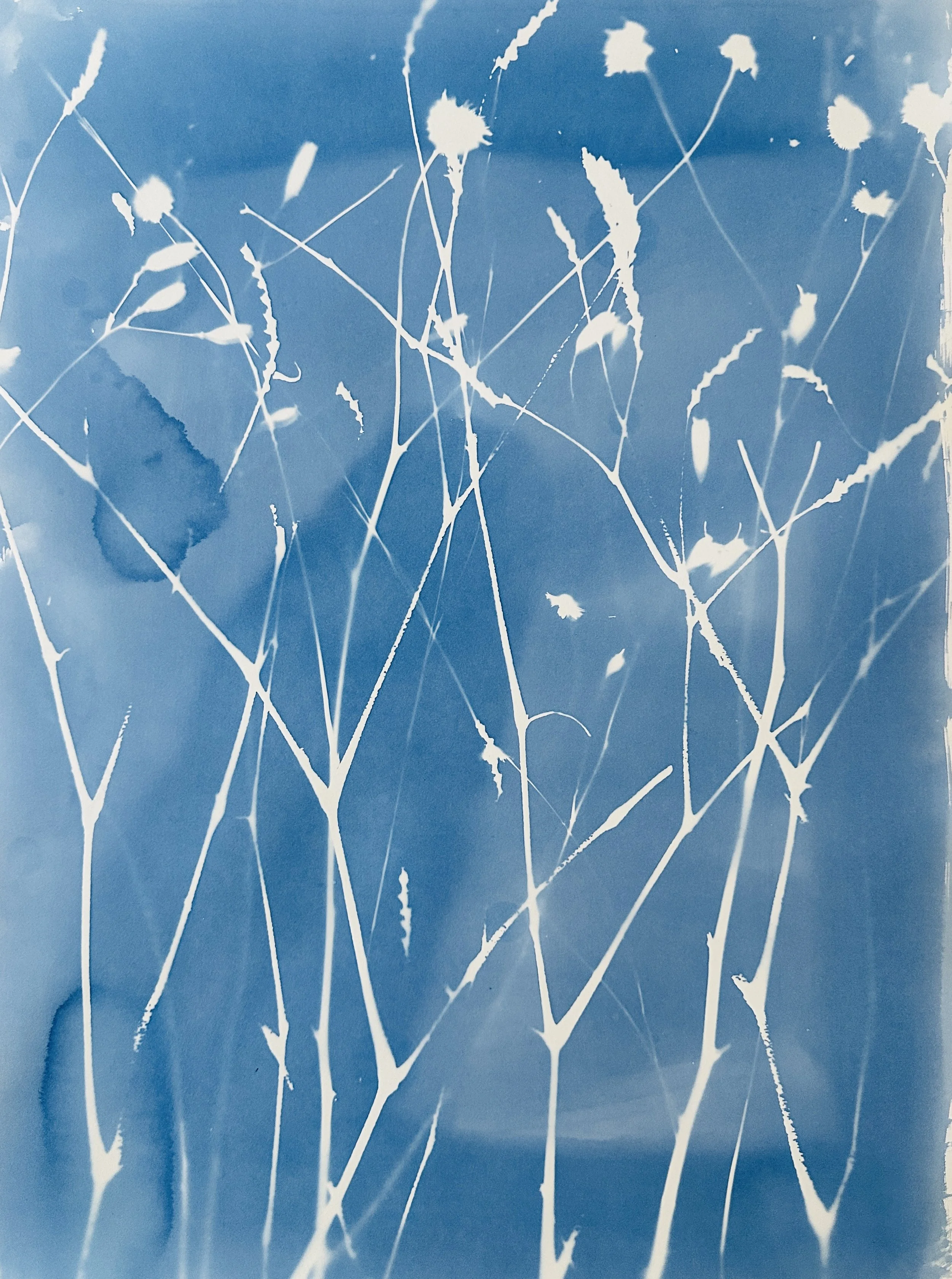 Pink Smartweed and Mixed Grasses