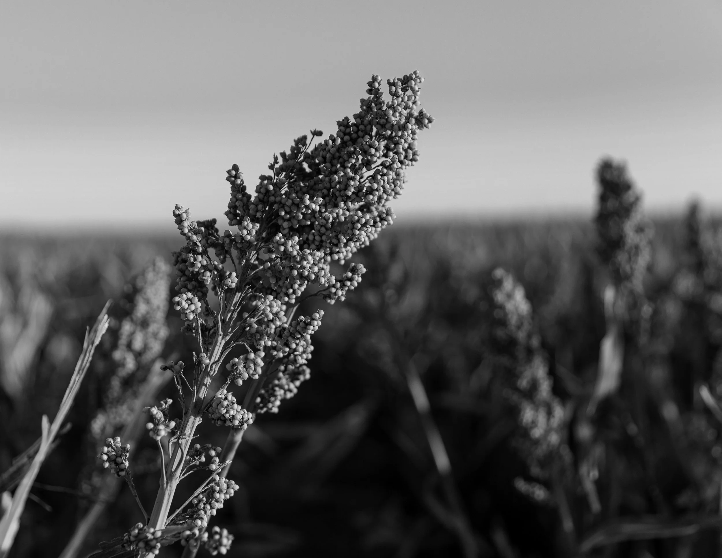 8.5x11 BW 01.jpg
