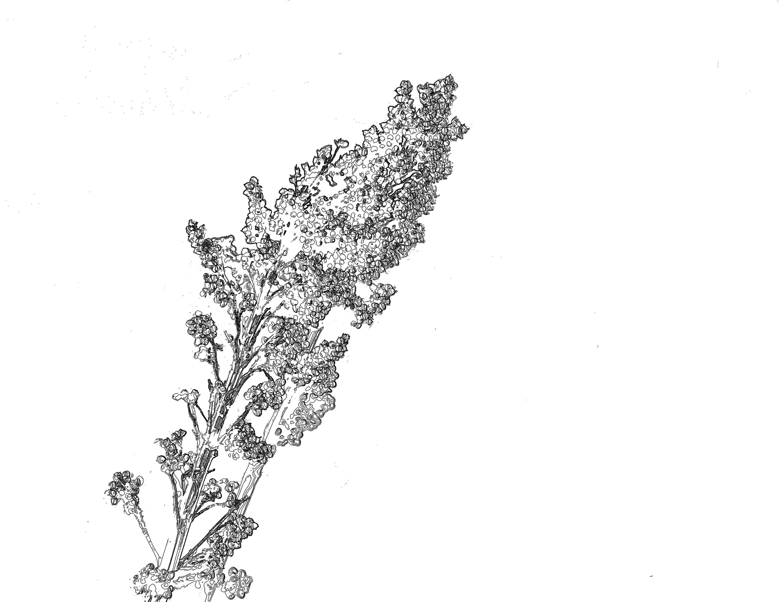 8.5x11 posturize invert find edges 01 copy.jpg