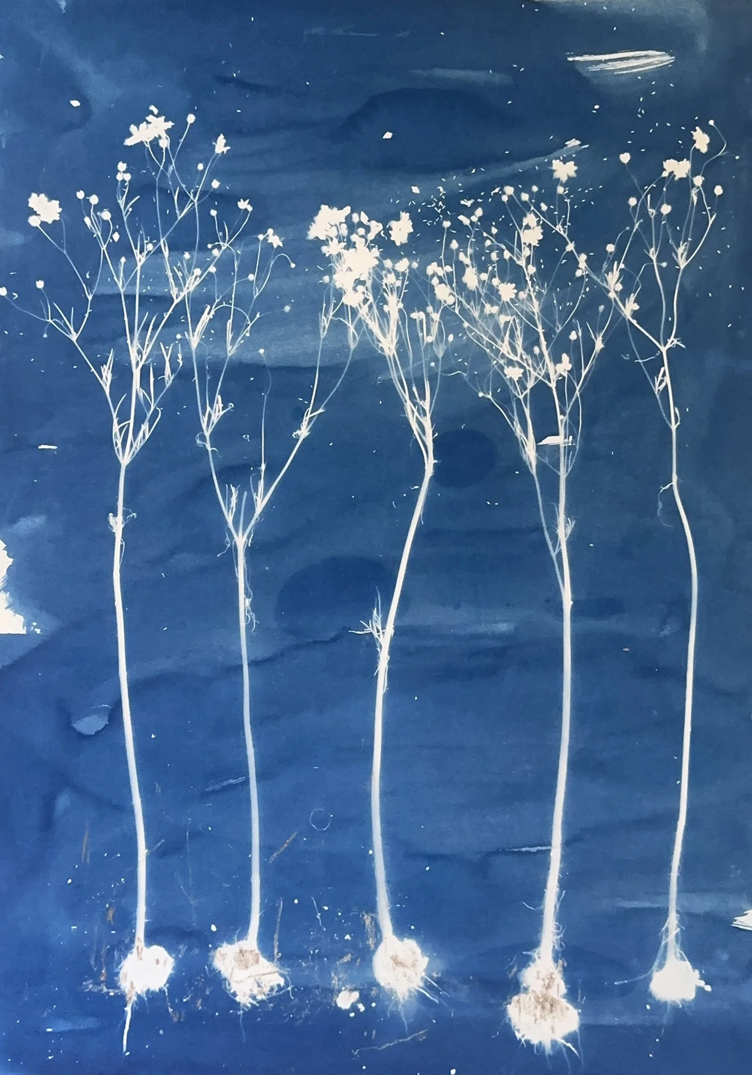 42x30 Plains Coreopsis with roots.JPEG