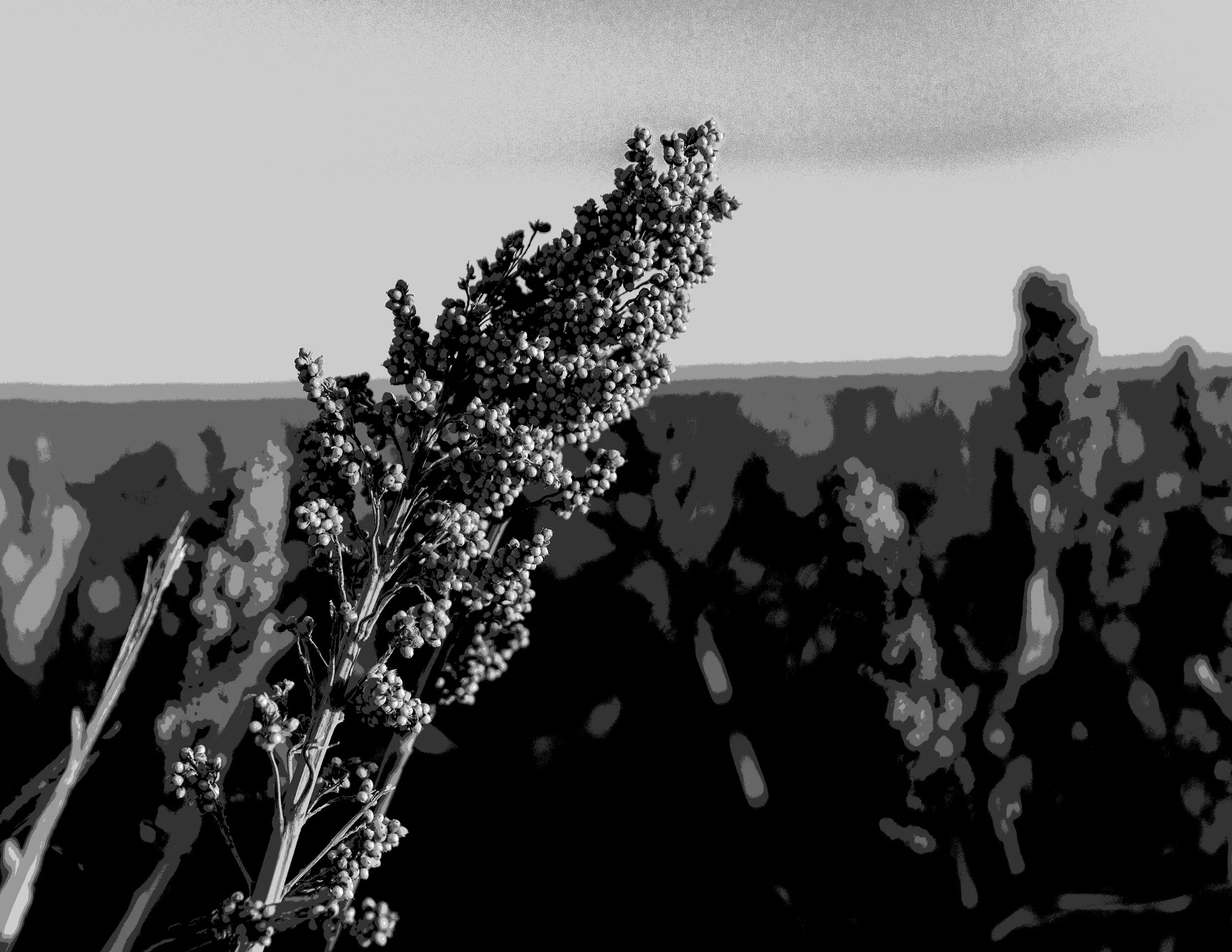 8.5x11 posturize 01.jpg