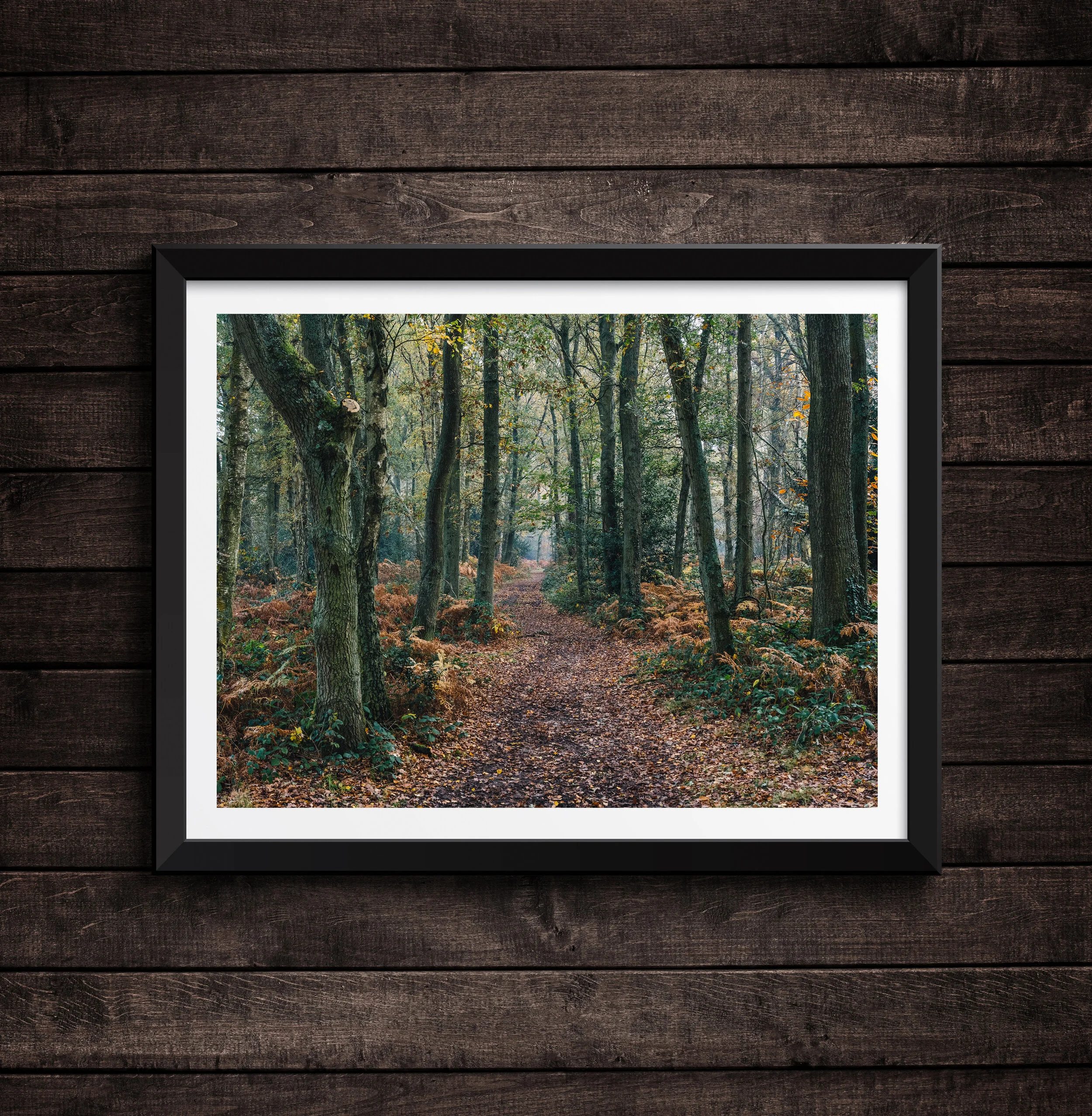 Autumn Forest Scene Dark Wood Background.jpg