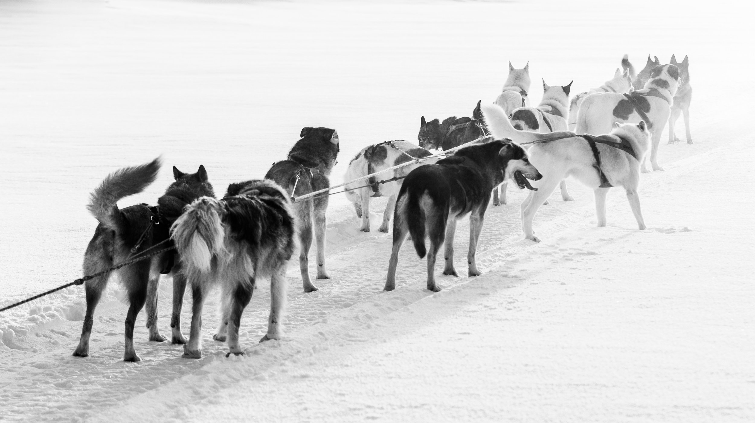 Dog Sledding Sweden Dog mushing Huskies 3.jpg