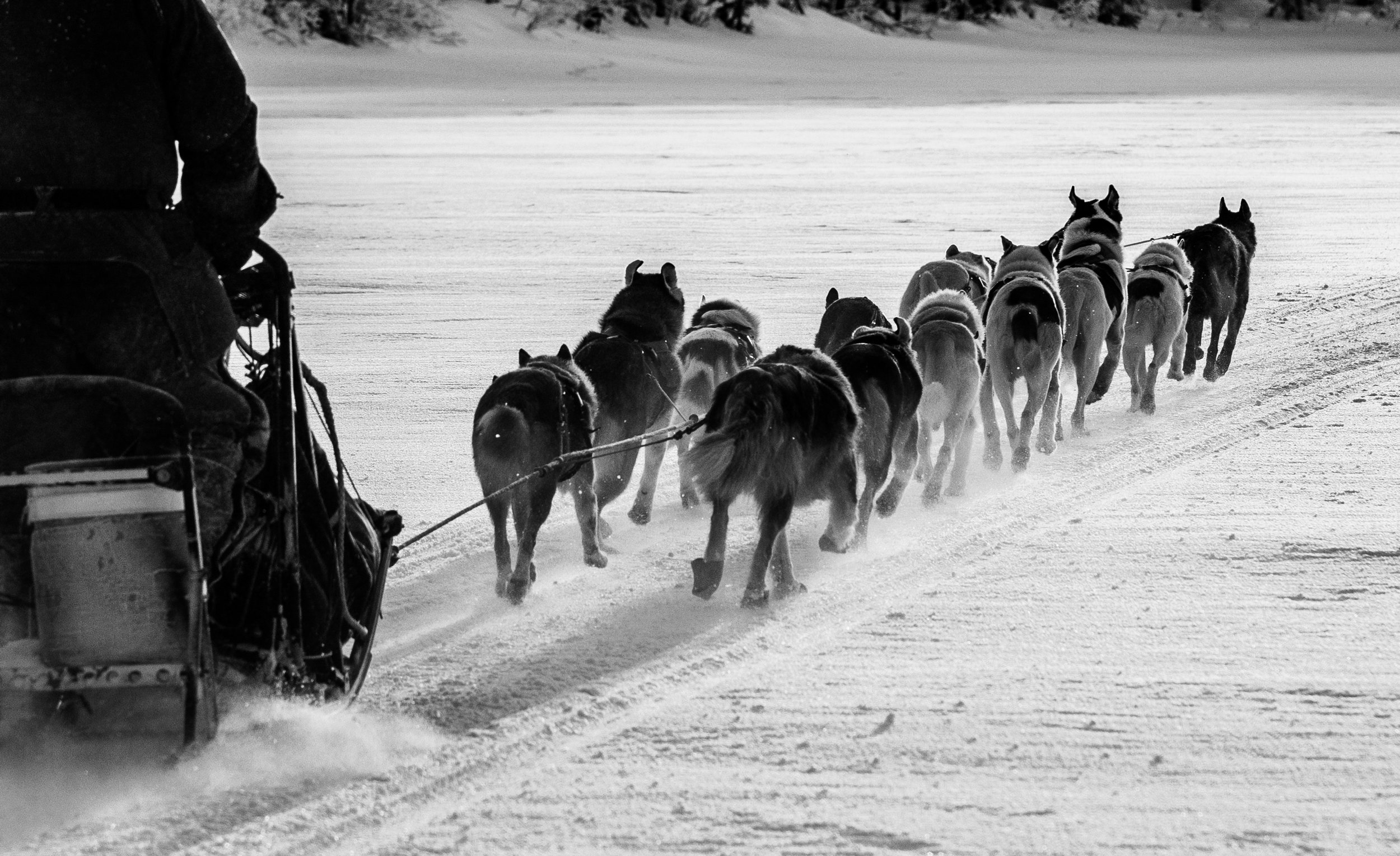 Dog Sledding Sweden Dog mushing Huskies 4.jpg
