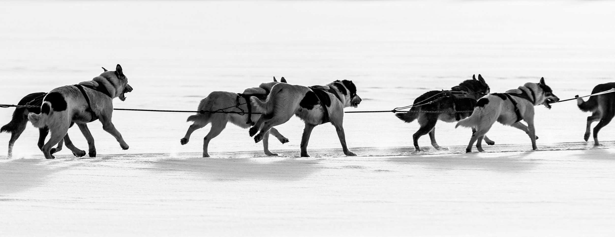 Dog Sledding Sweden Dog mushing Huskies 6.jpg
