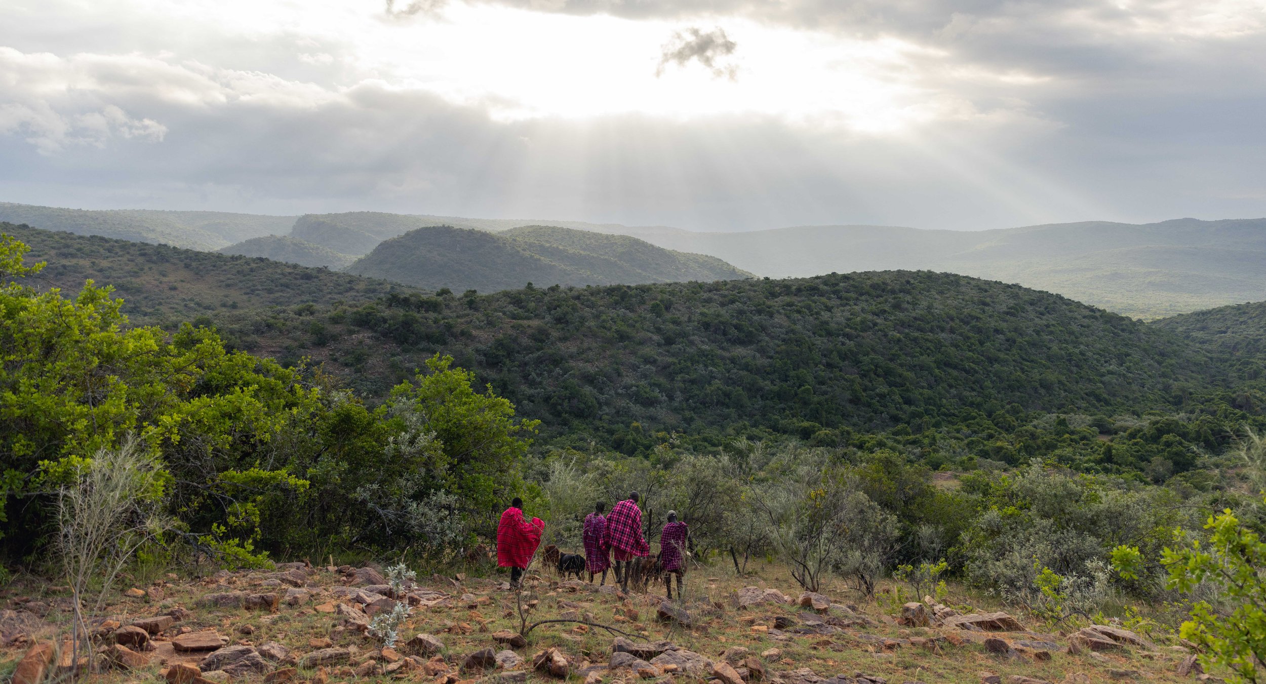 Walking with Maasai Warriors Maasai Mara Spear Throw Cattle Africa 15.jpg