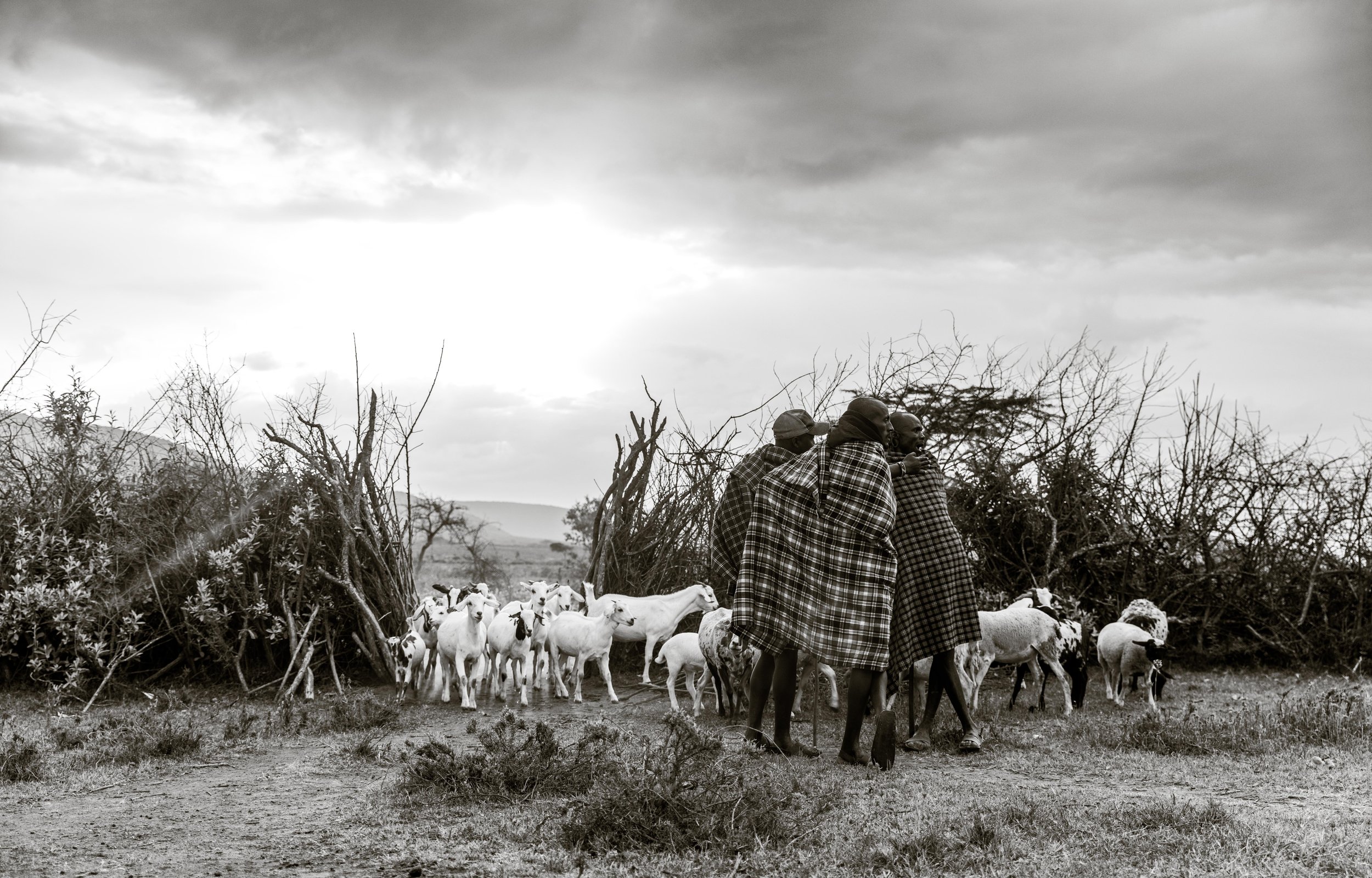 Walking with Maasai Warriors Maasai Mara Spear Throw Cattle Africa 21.jpg